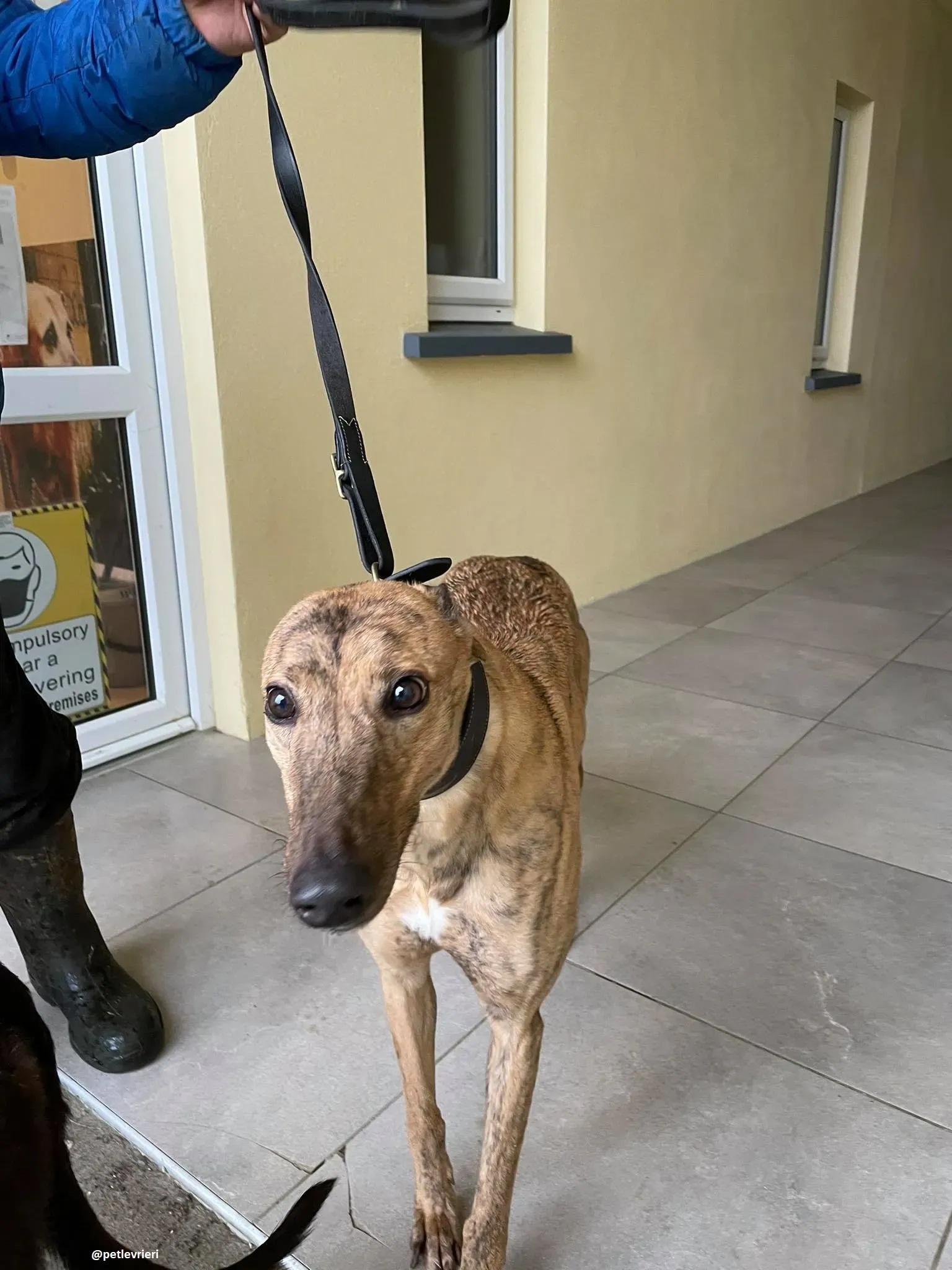 pearl adozione greyhound