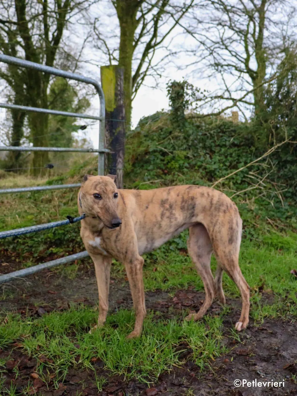 pearl adozione levrieri greyhound 1