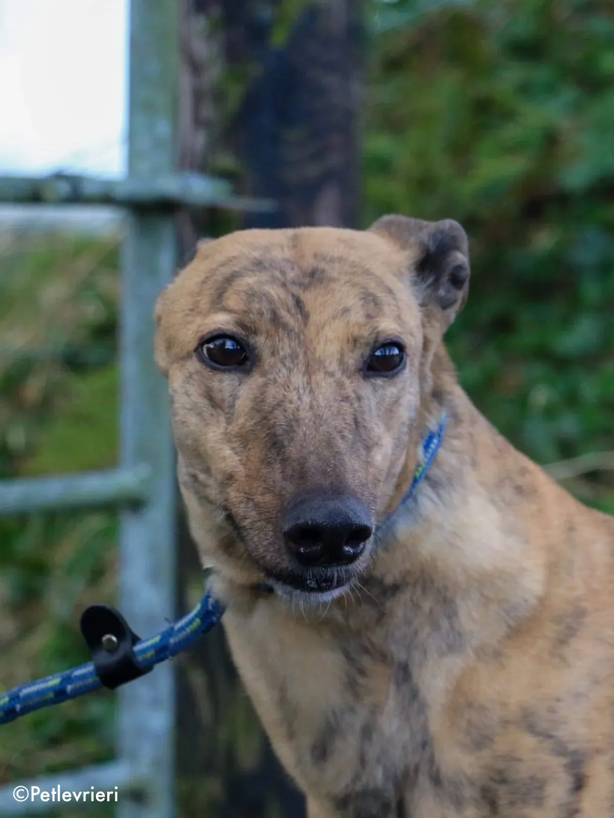 pearl adozione levrieri greyhound 2