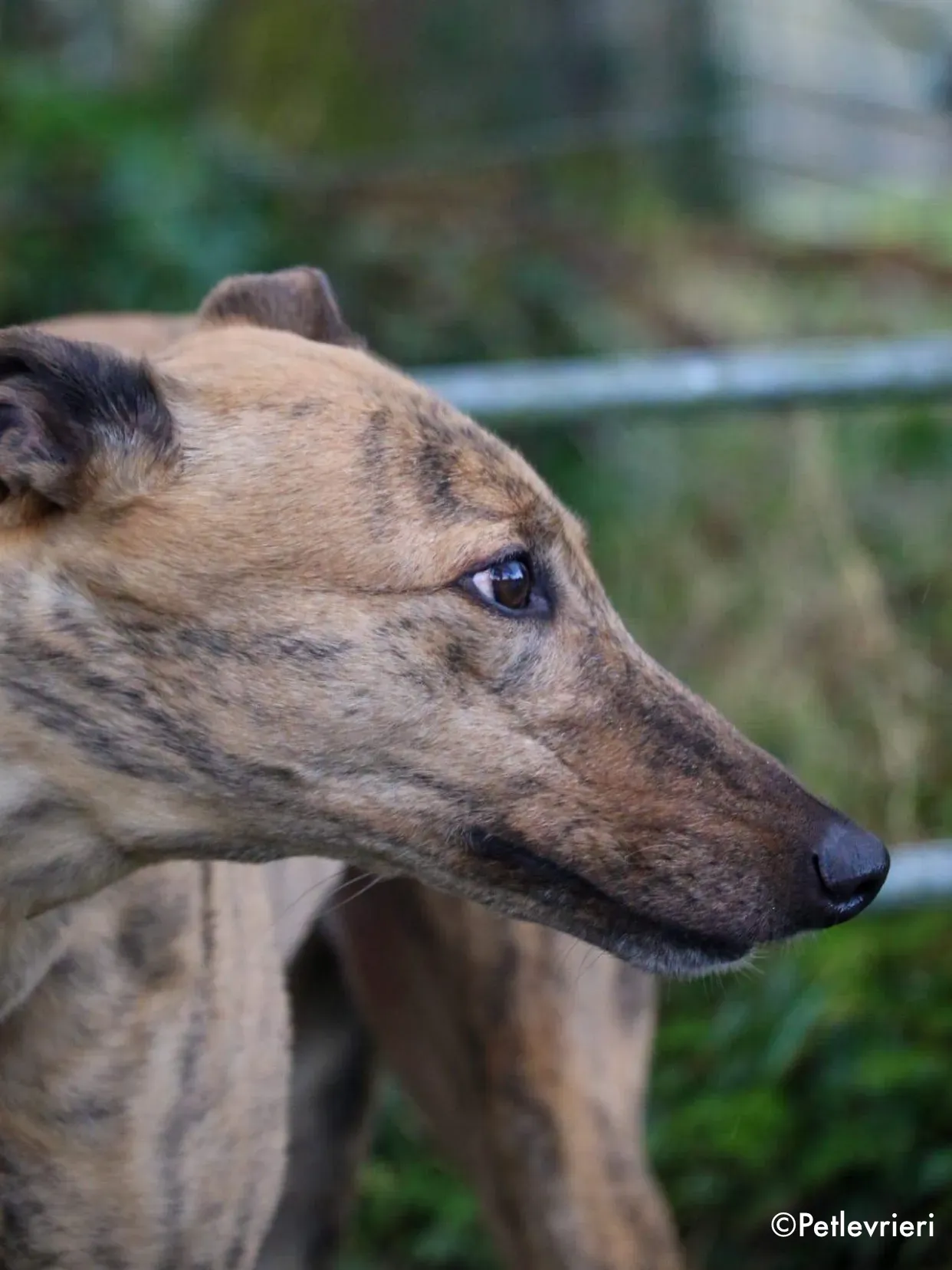 pearl adozione levrieri greyhound 3