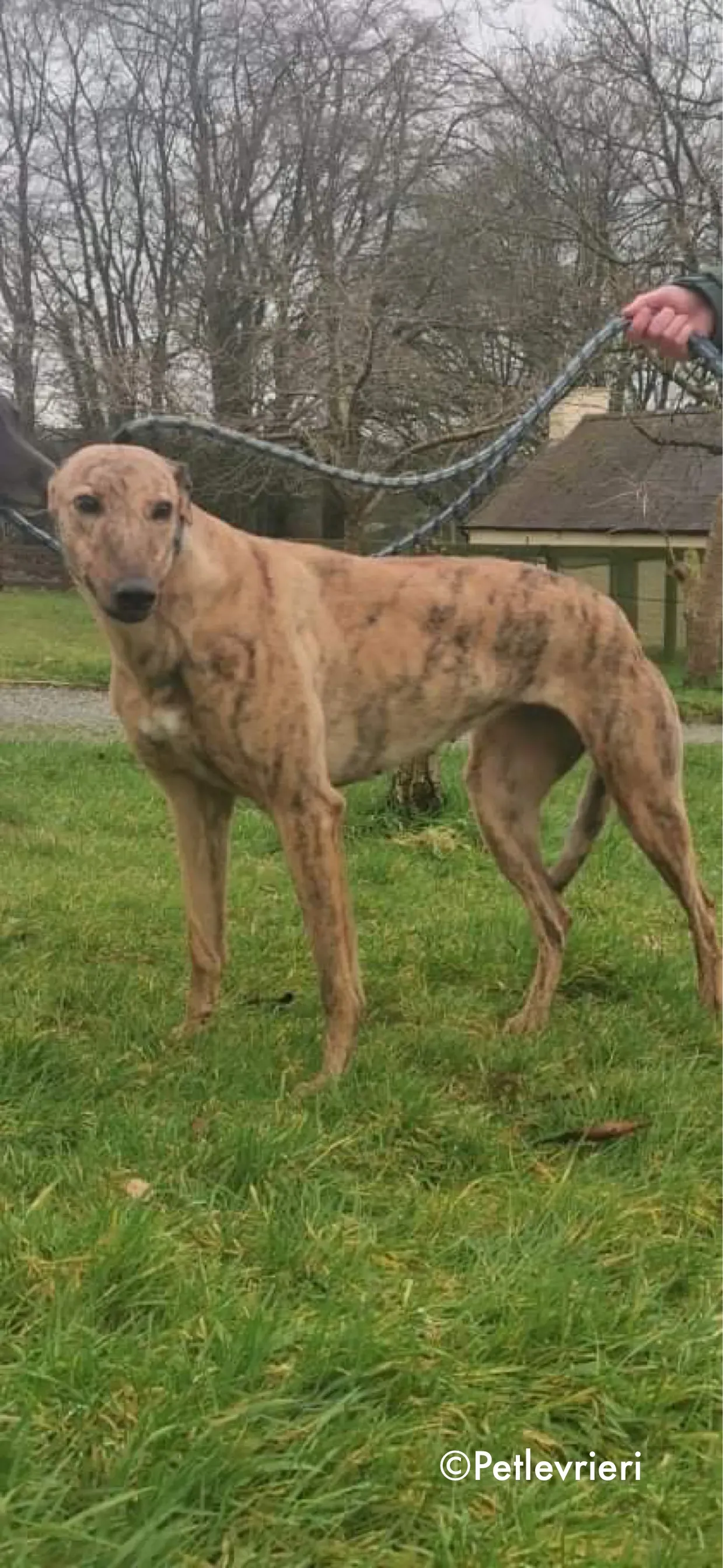 pearl adozione levrieri greyhound 4