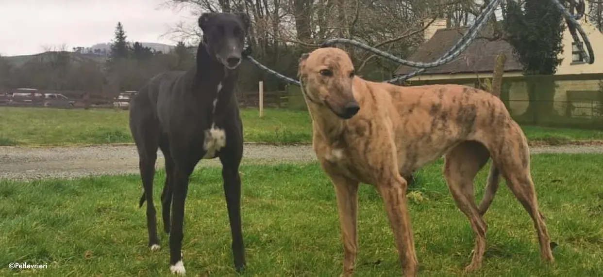 pearl e dream adozione levrieri greyhound 1