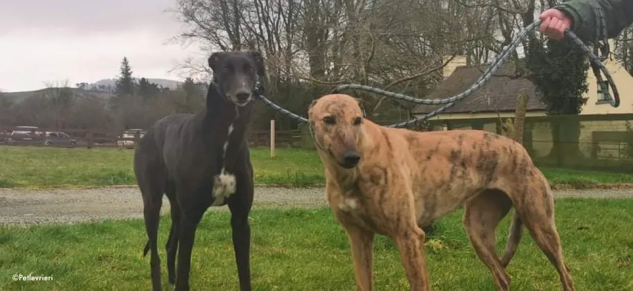 pearl e dream adozione levrieri greyhound 2