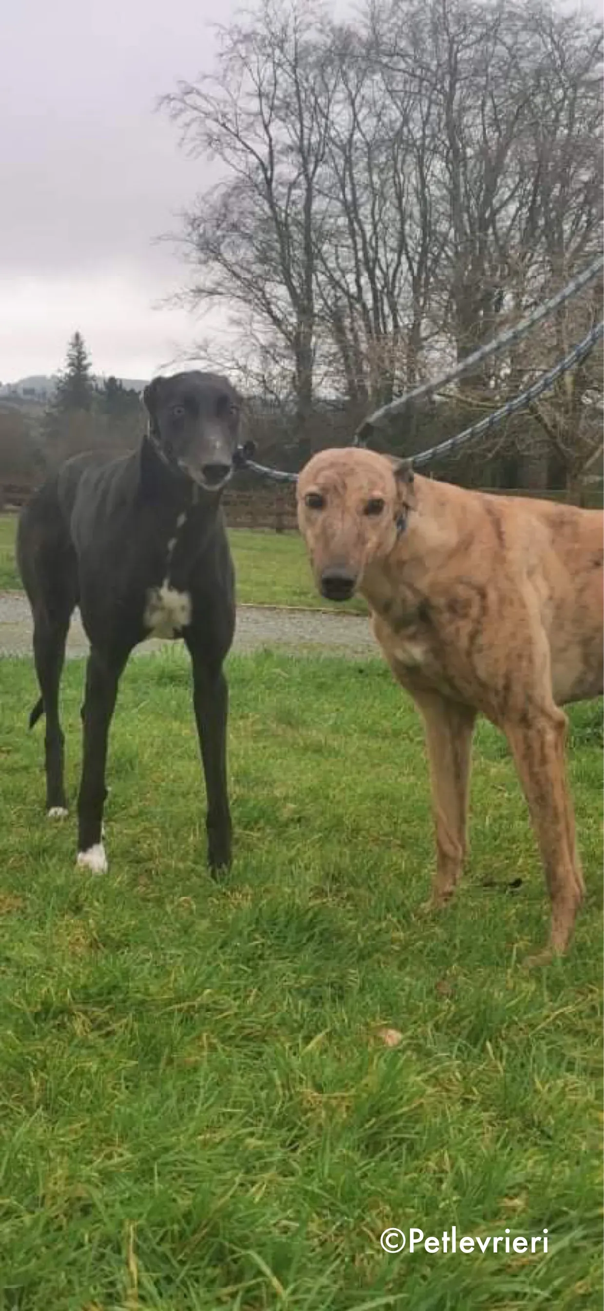 pearl e dream adozione levrieri greyhound 3