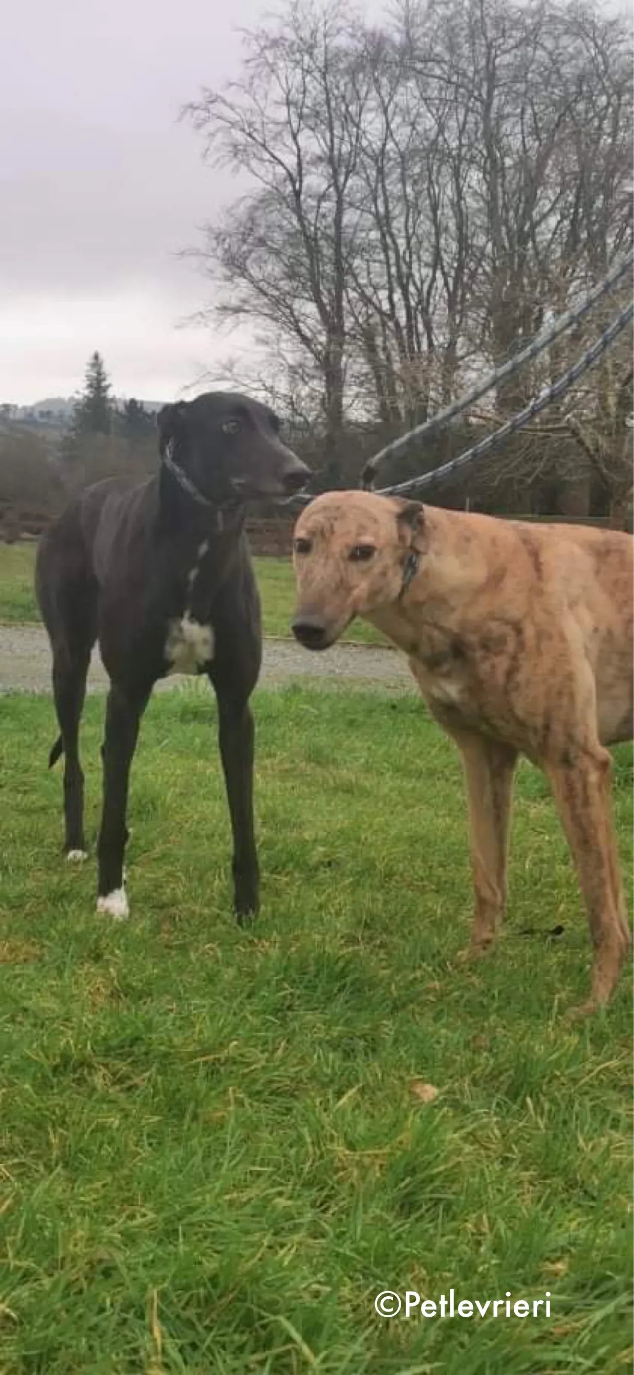 pearl e dream adozione levrieri greyhound 4