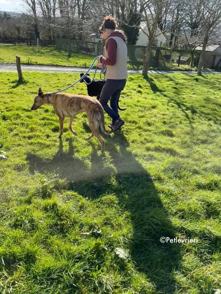 pearl e dream adozione levrieri greyhound 5