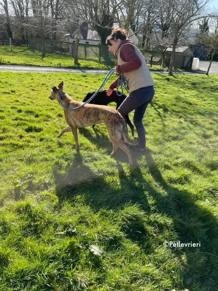 pearl e dream adozione levrieri greyhound 6