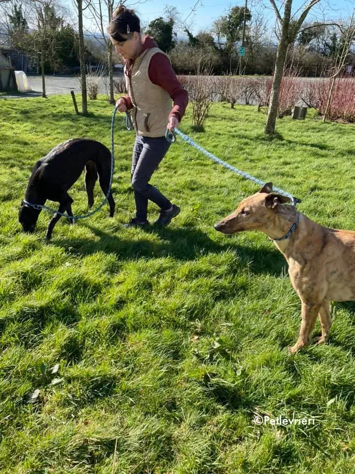 pearl e dream adozione levrieri greyhound 7