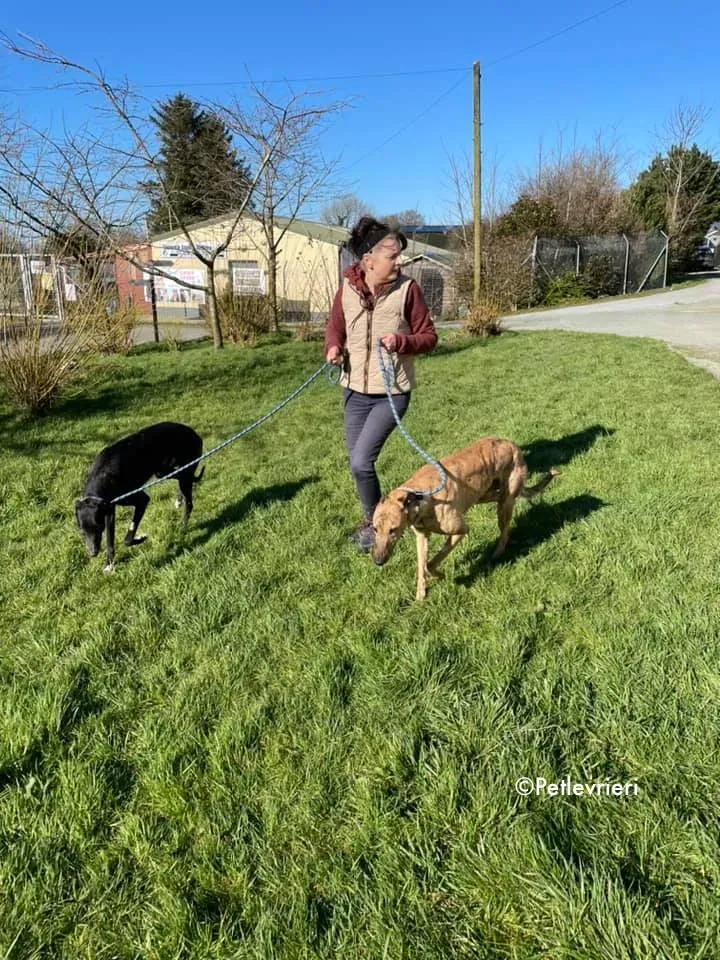 pearl e dream adozione levrieri greyhound 8