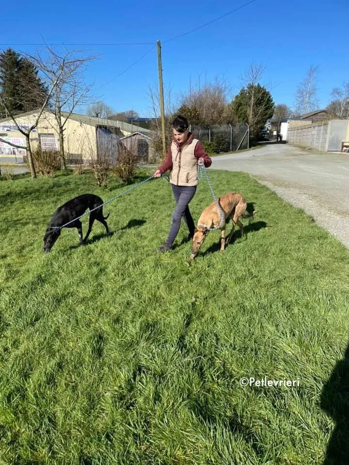 pearl e dream adozione levrieri greyhound 9