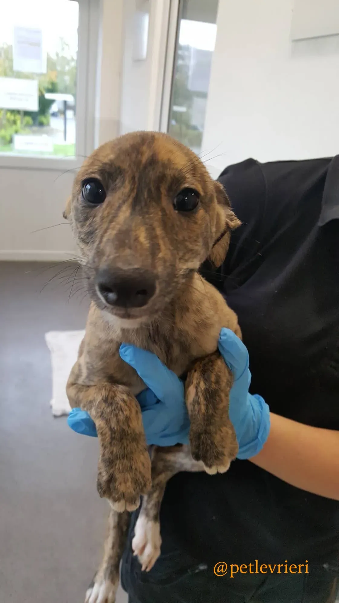 pebbles adozione levrieri greyhound 1