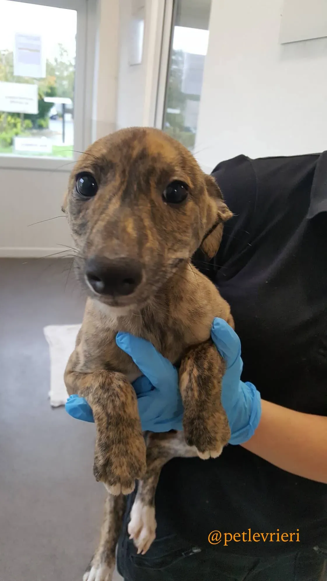 pebbles adozione levrieri greyhound 2