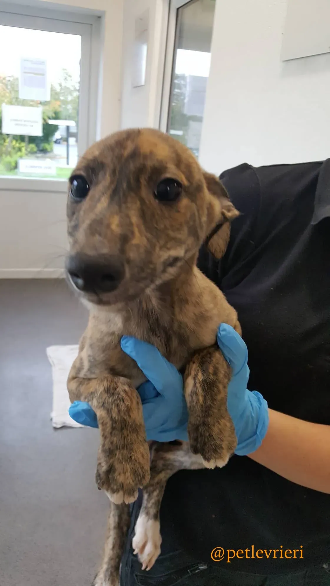 pebbles adozione levrieri greyhound 3