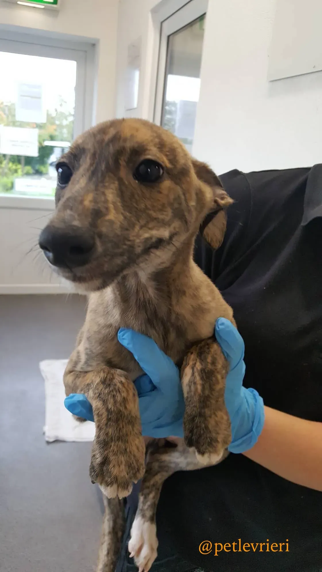 pebbles adozione levrieri greyhound 4