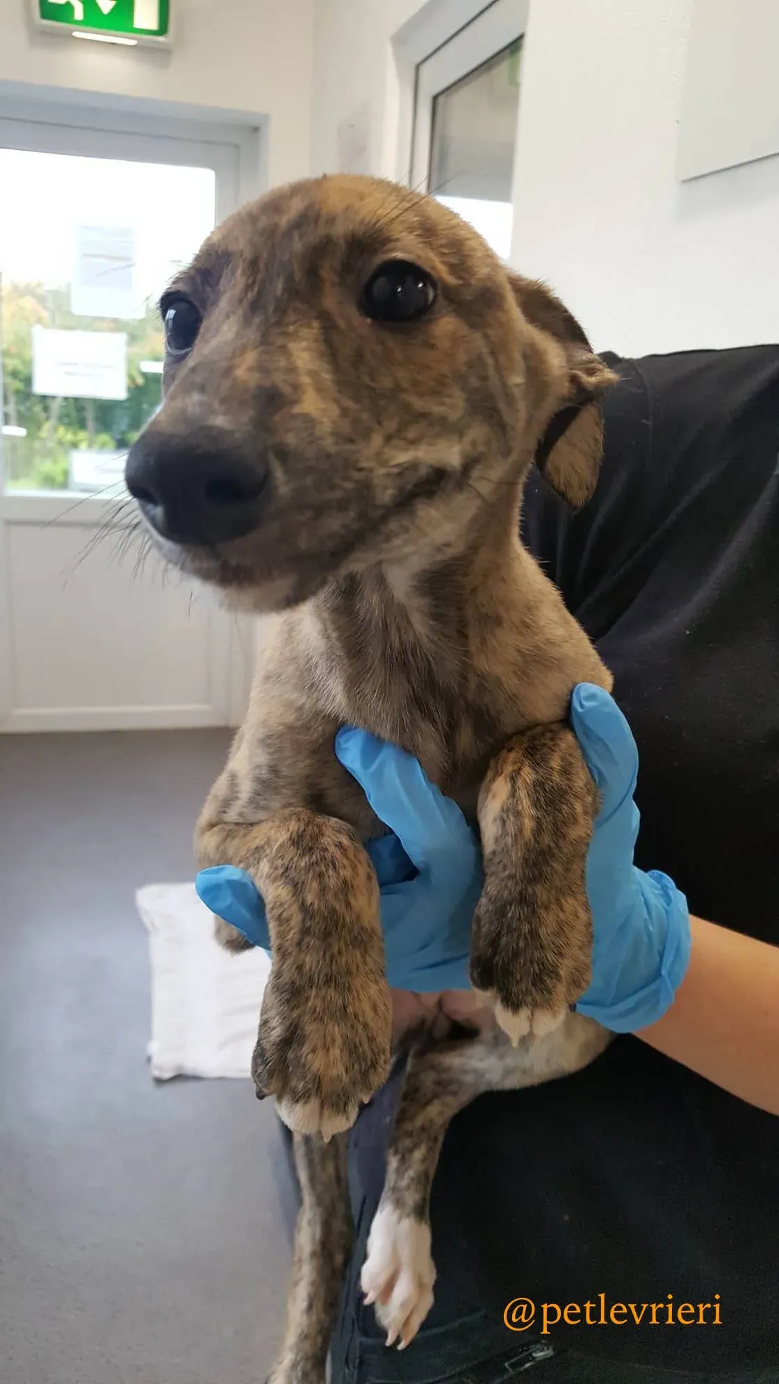 pebbles adozione levrieri greyhound 5