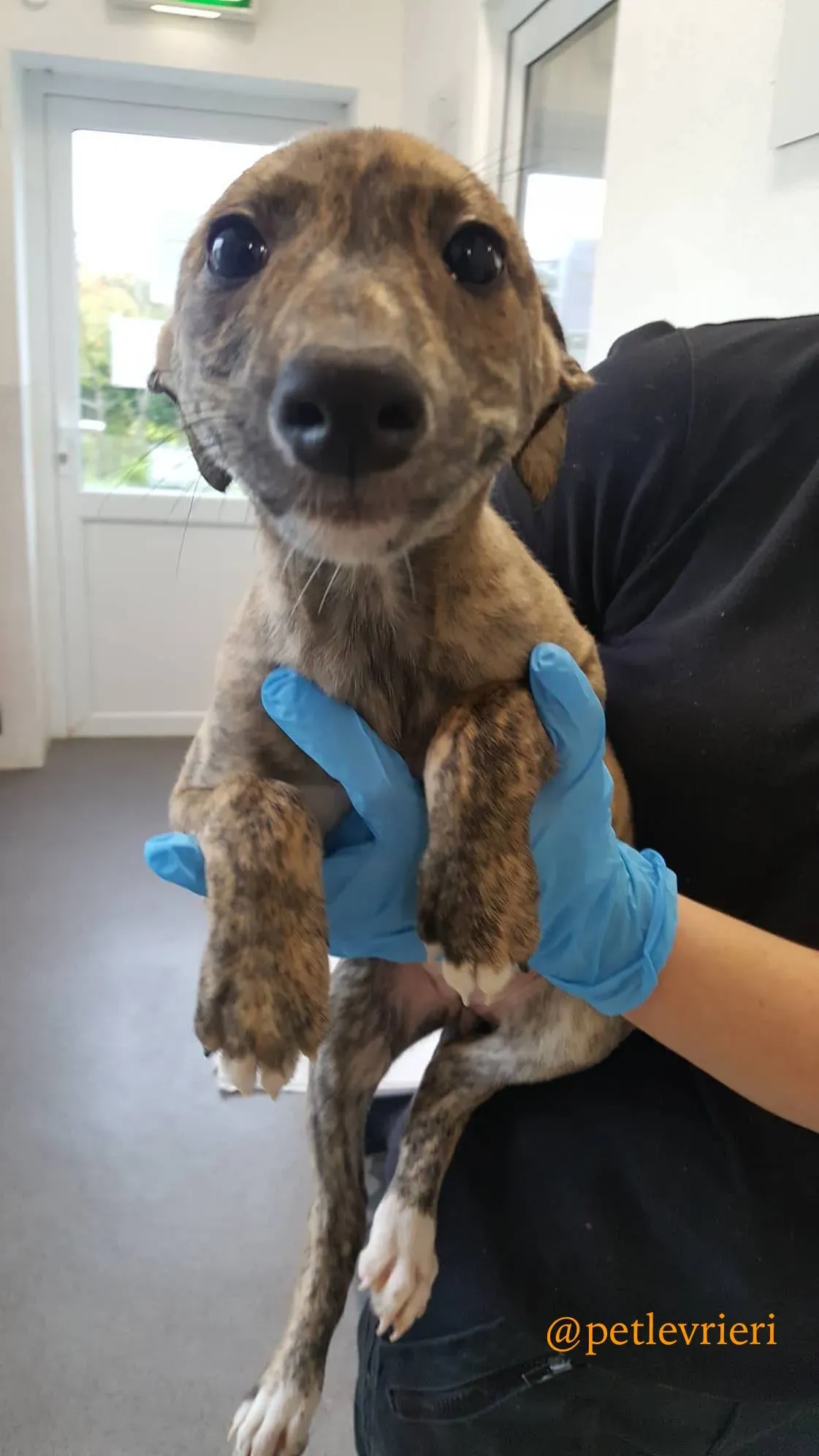 pebbles adozione levrieri greyhound 6