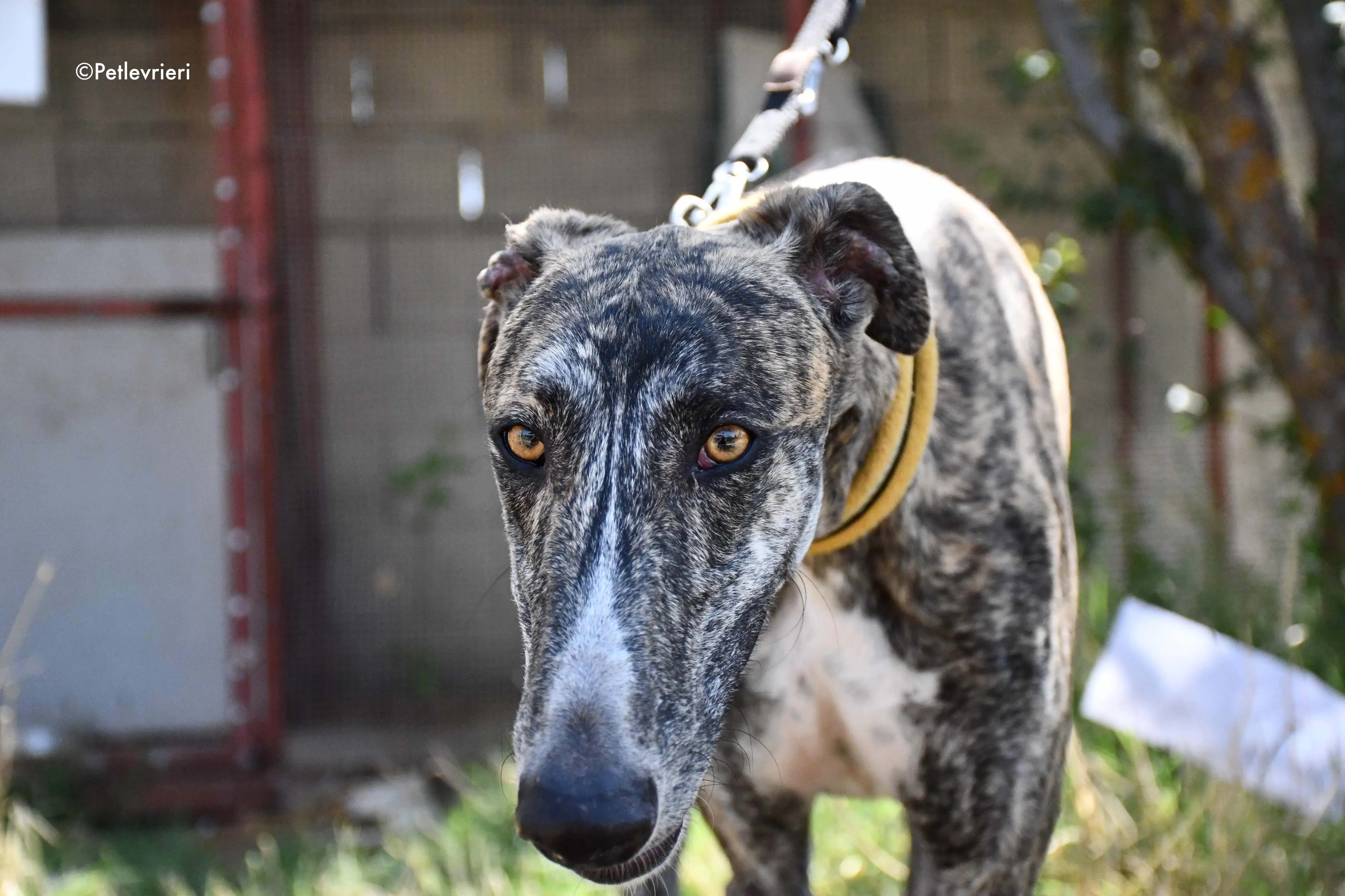 pedro adozione levrieri galgo 10