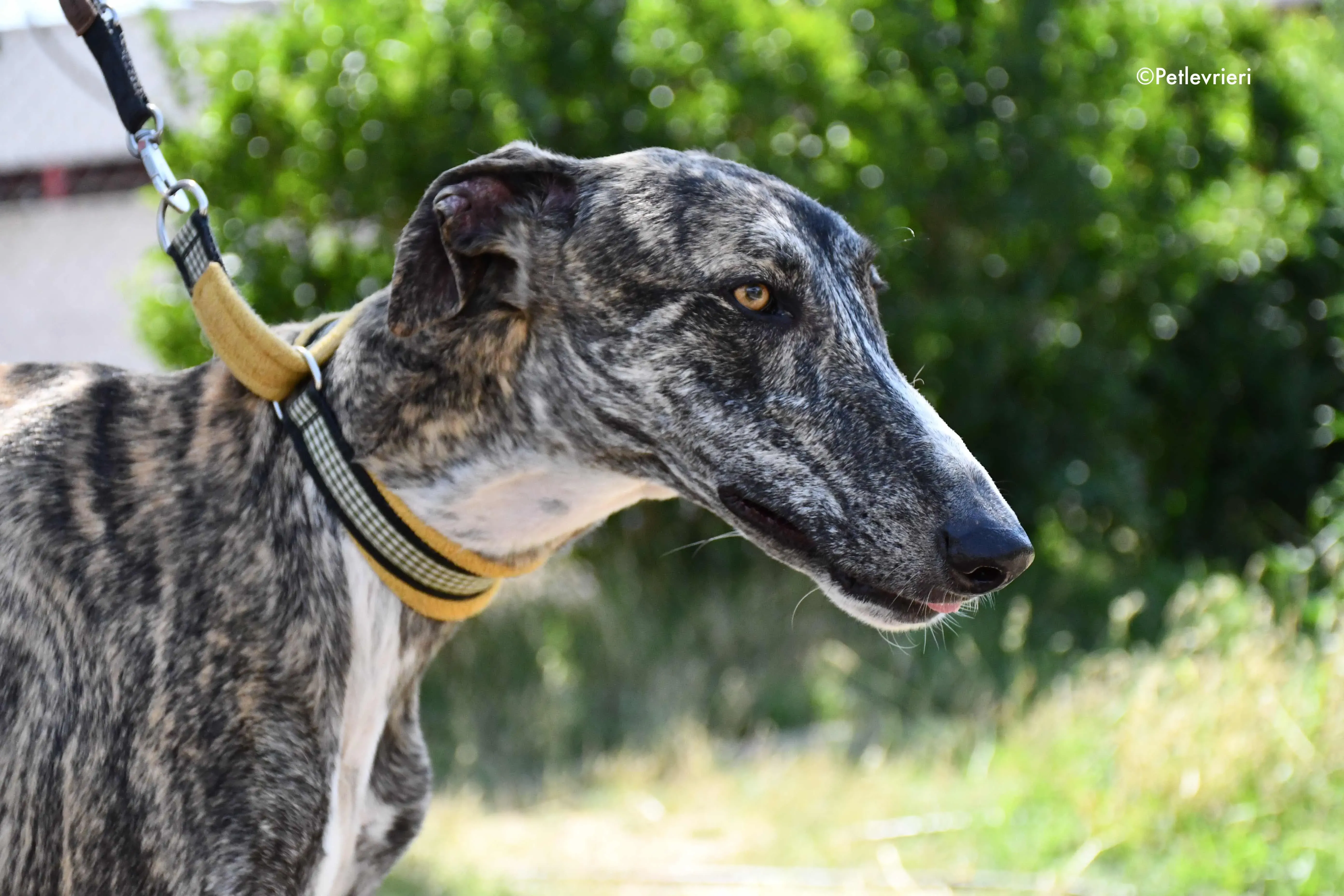 pedro adozione levrieri galgo 11