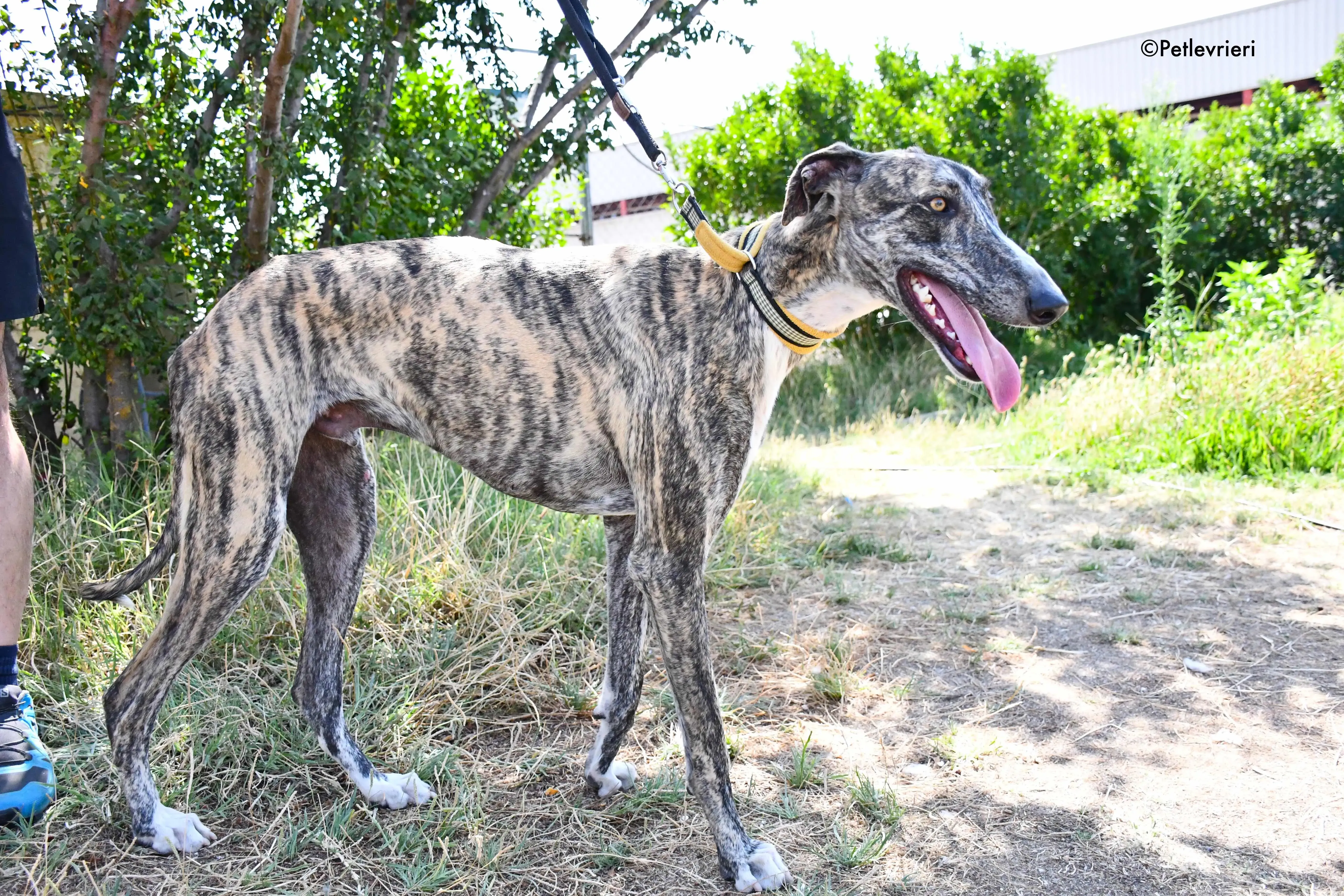pedro adozione levrieri galgo 12
