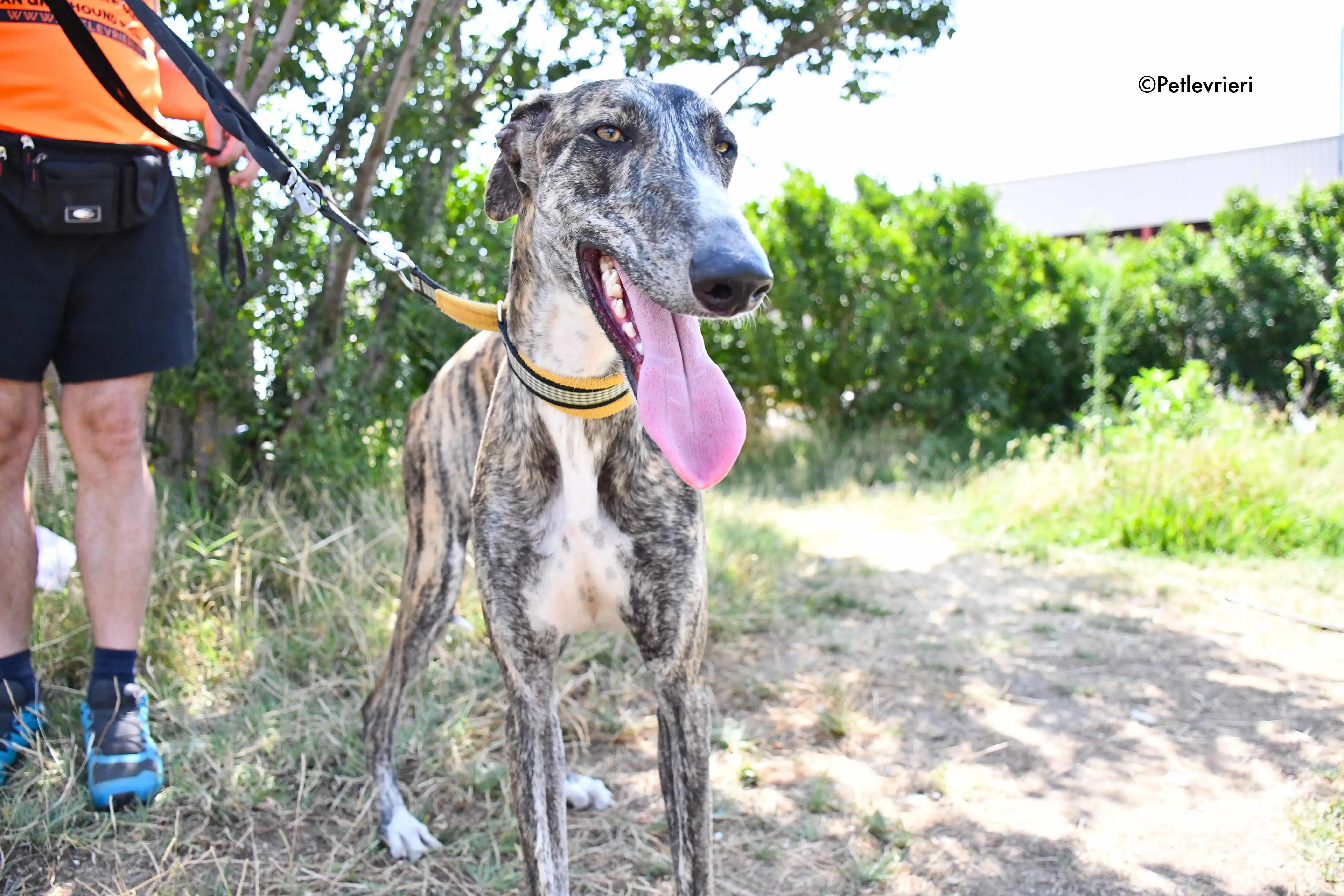 pedro adozione levrieri galgo 14