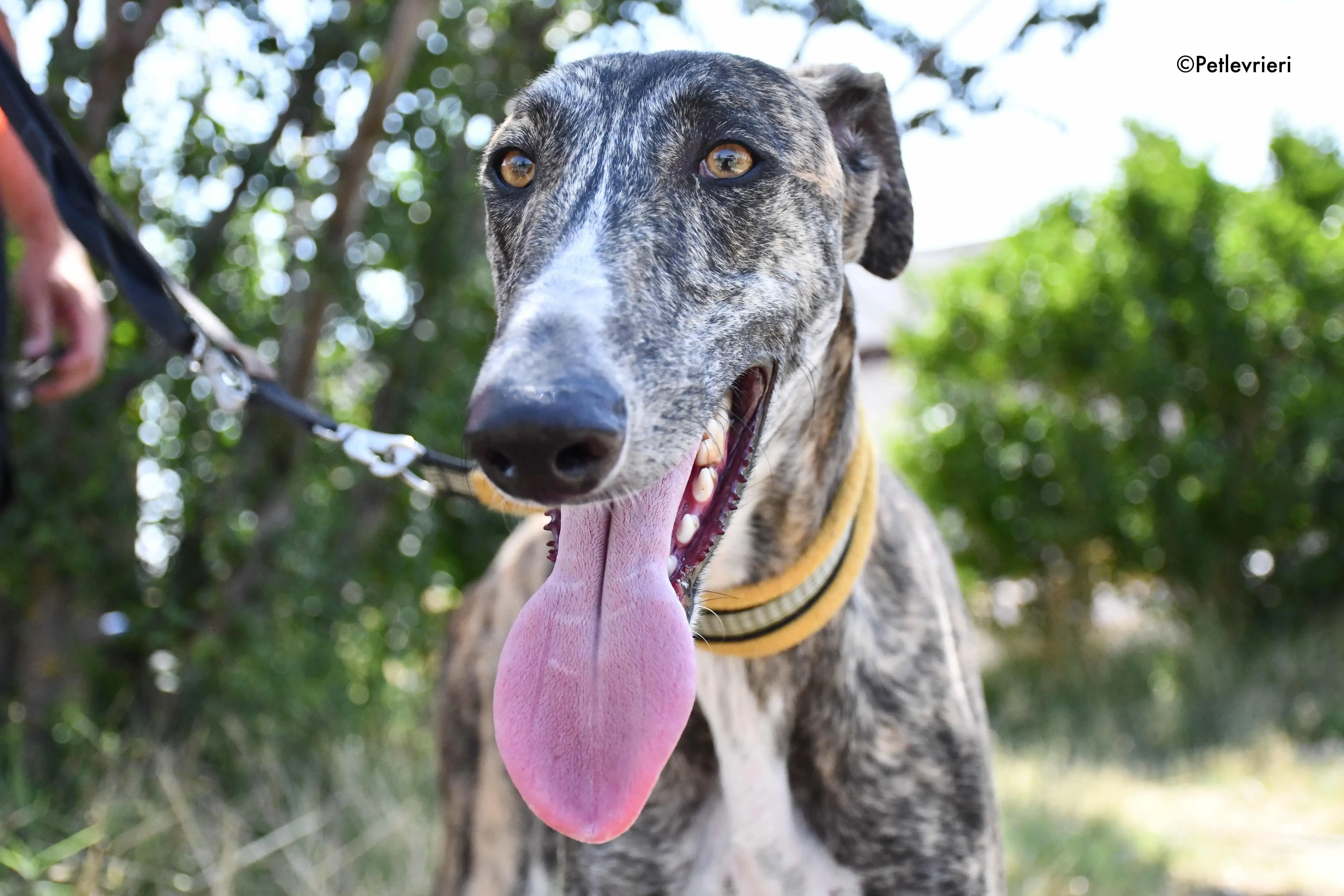 pedro adozione levrieri galgo 15