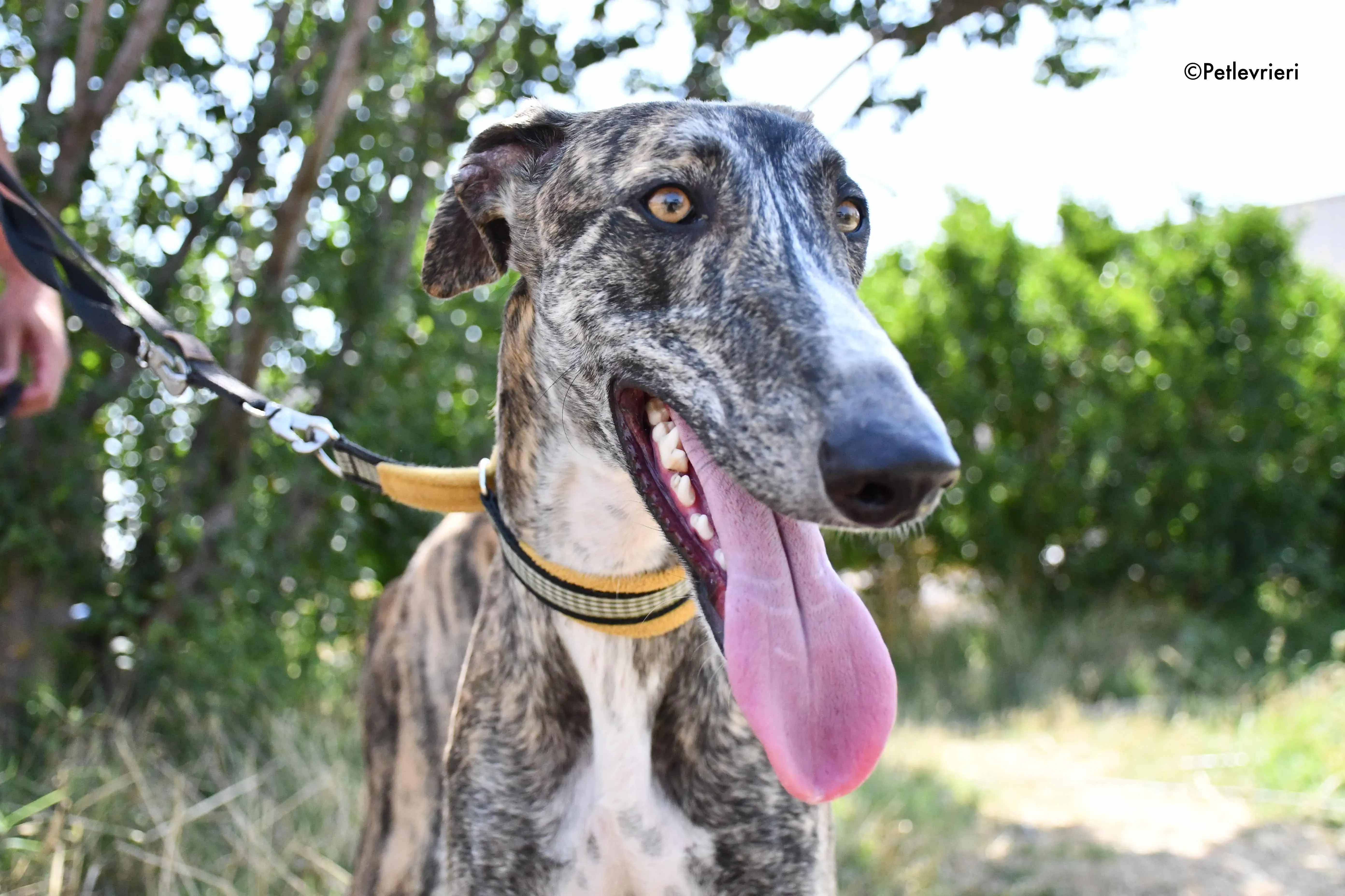 pedro adozione levrieri galgo 16