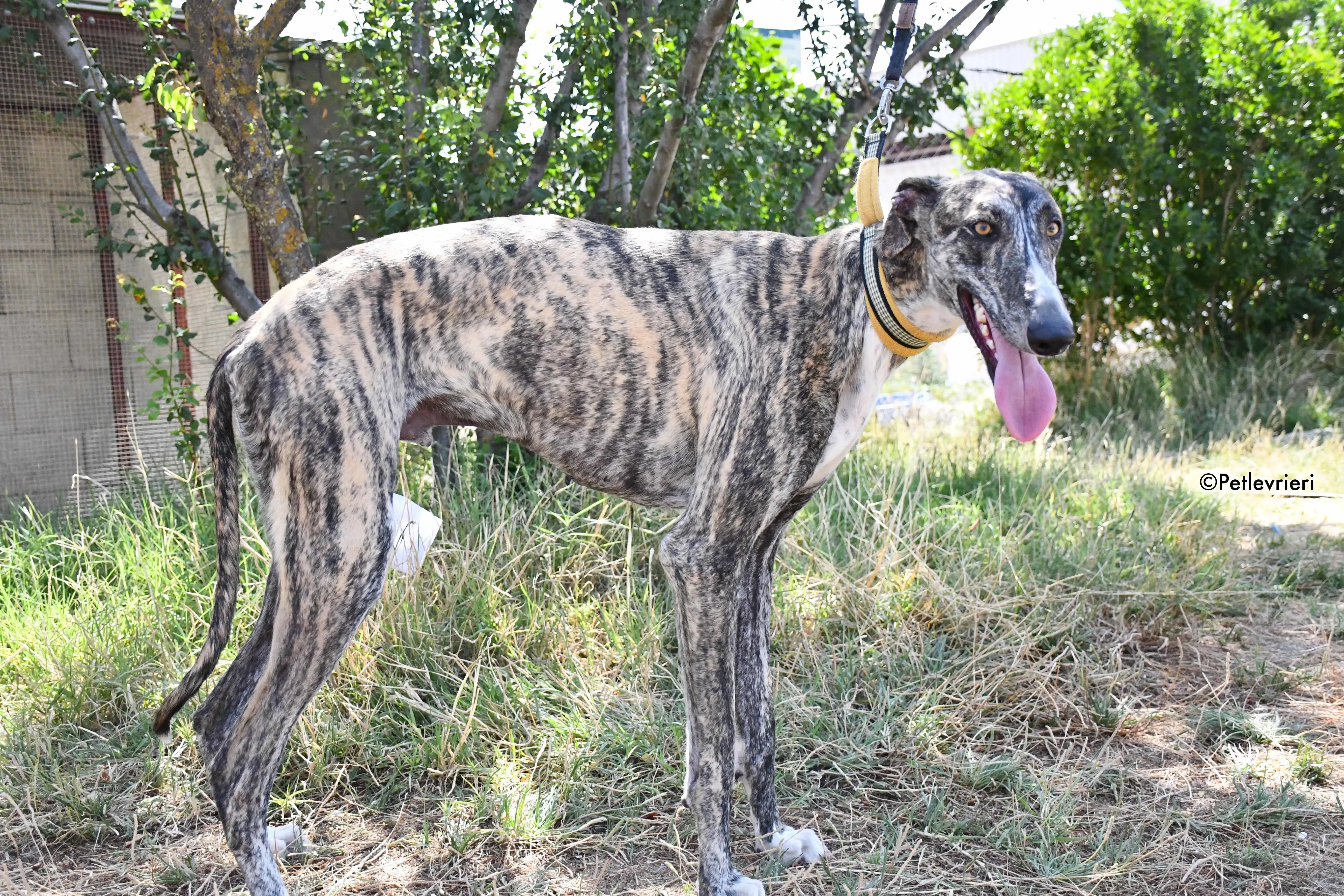 pedro adozione levrieri galgo 17