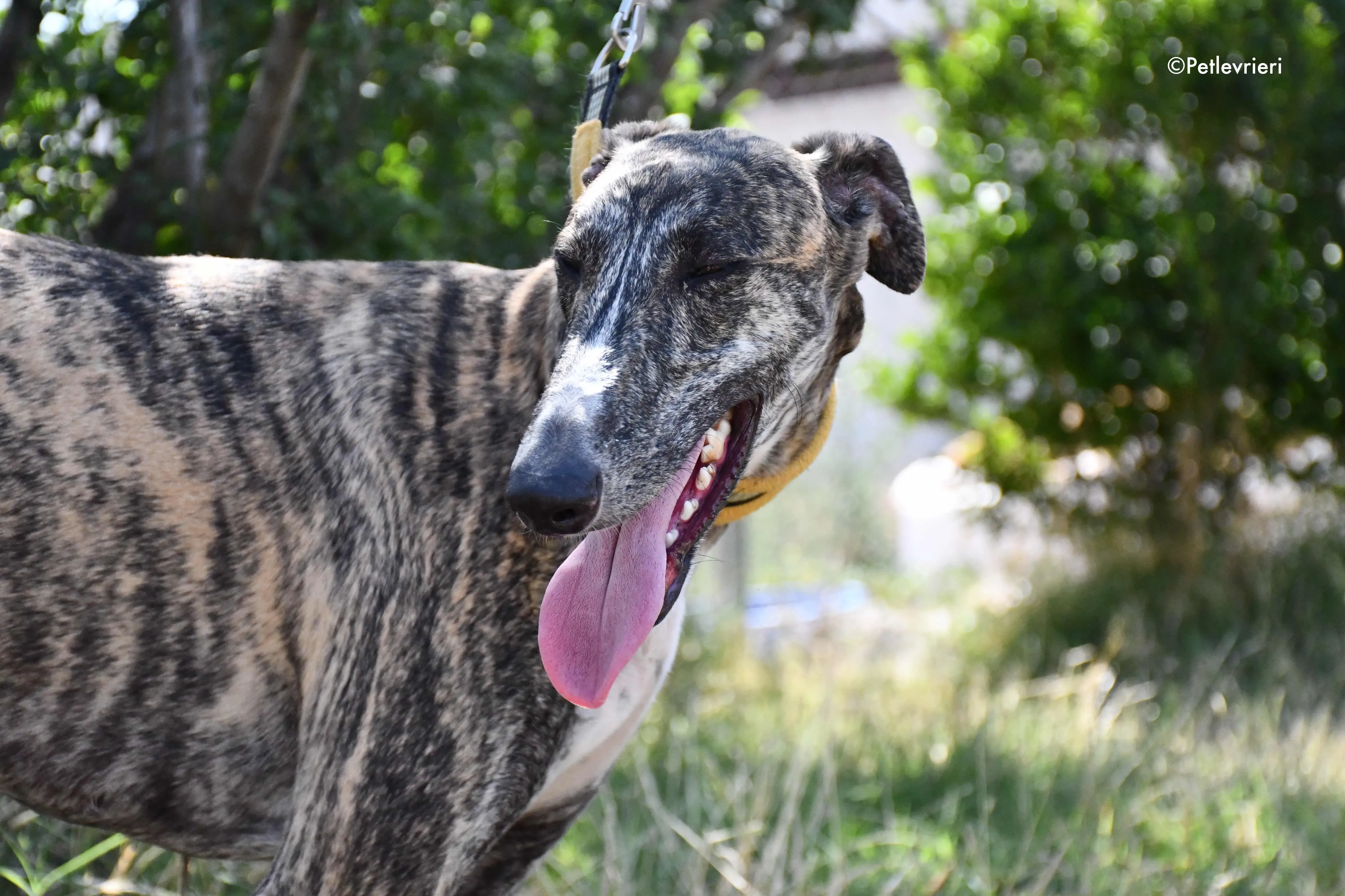 pedro adozione levrieri galgo 18