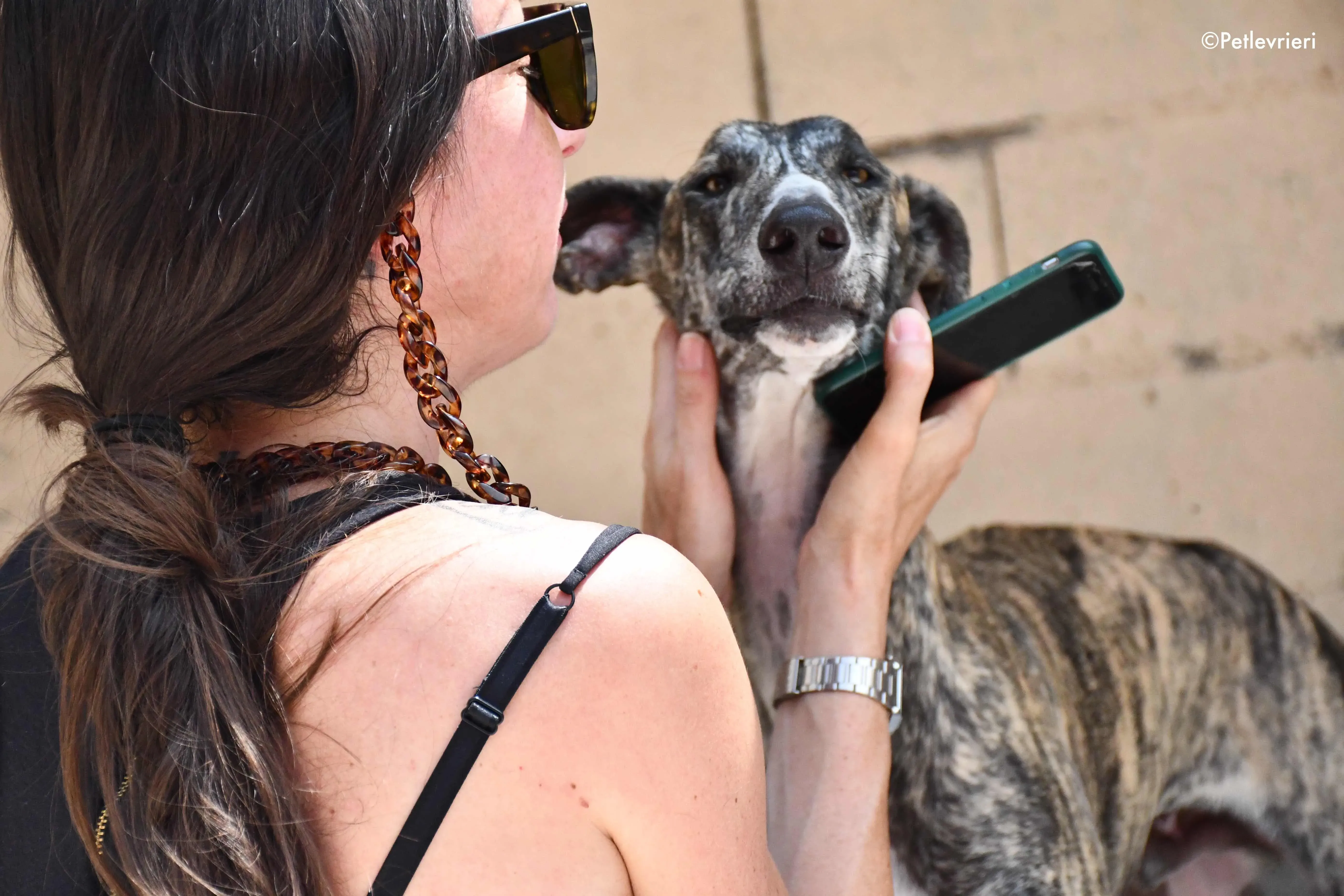 pedro adozione levrieri galgo 3