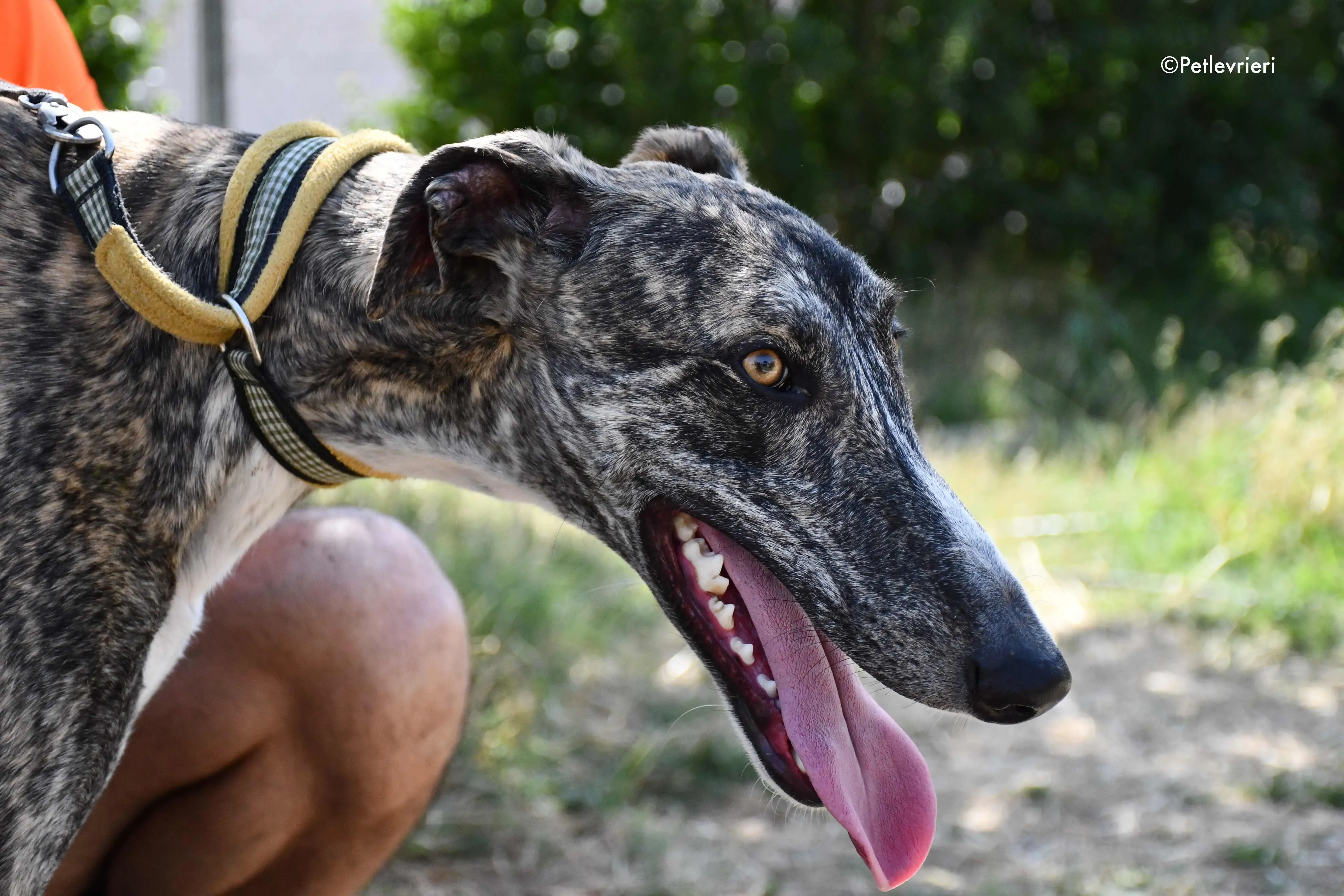 pedro adozione levrieri galgo 4