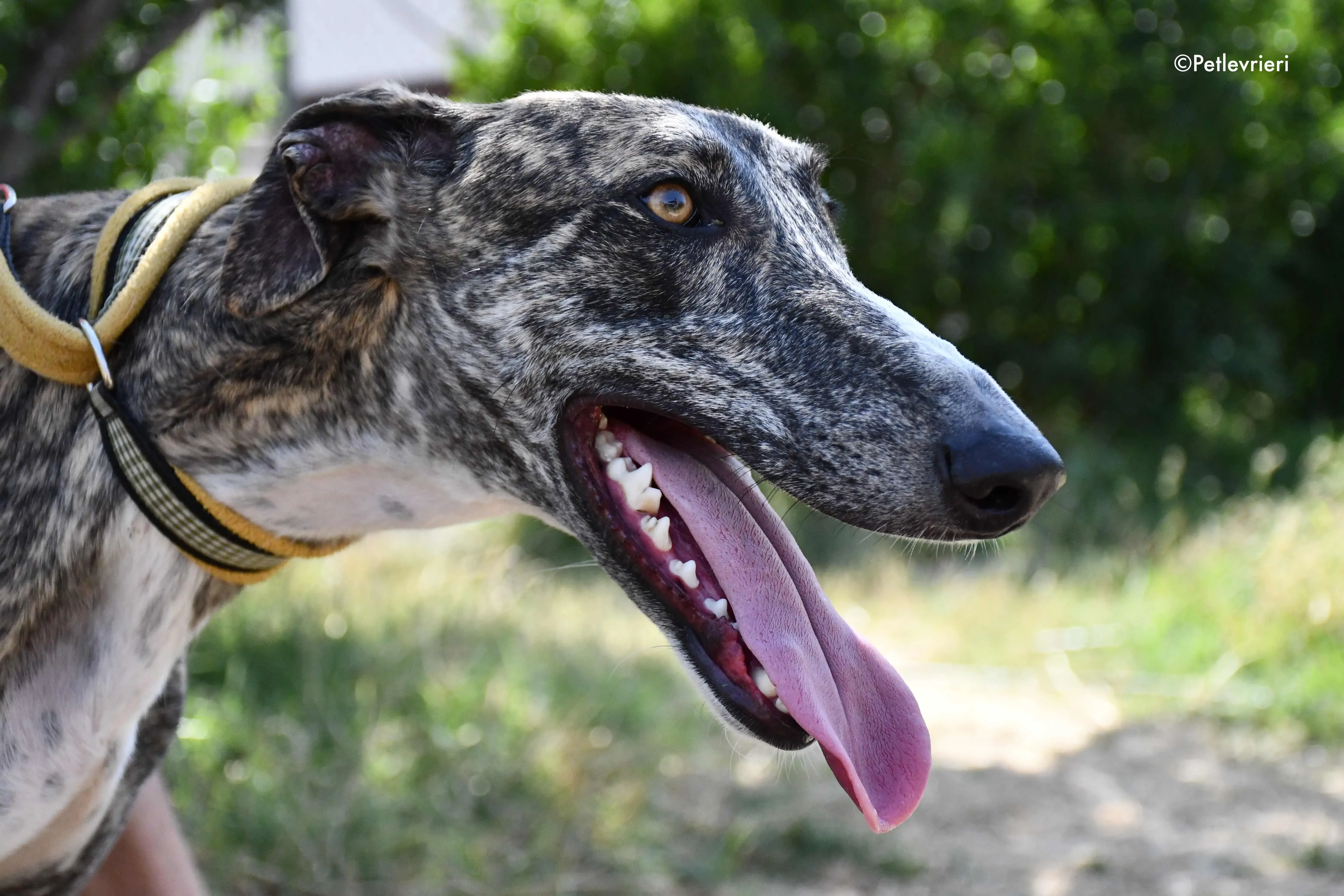 pedro adozione levrieri galgo 5