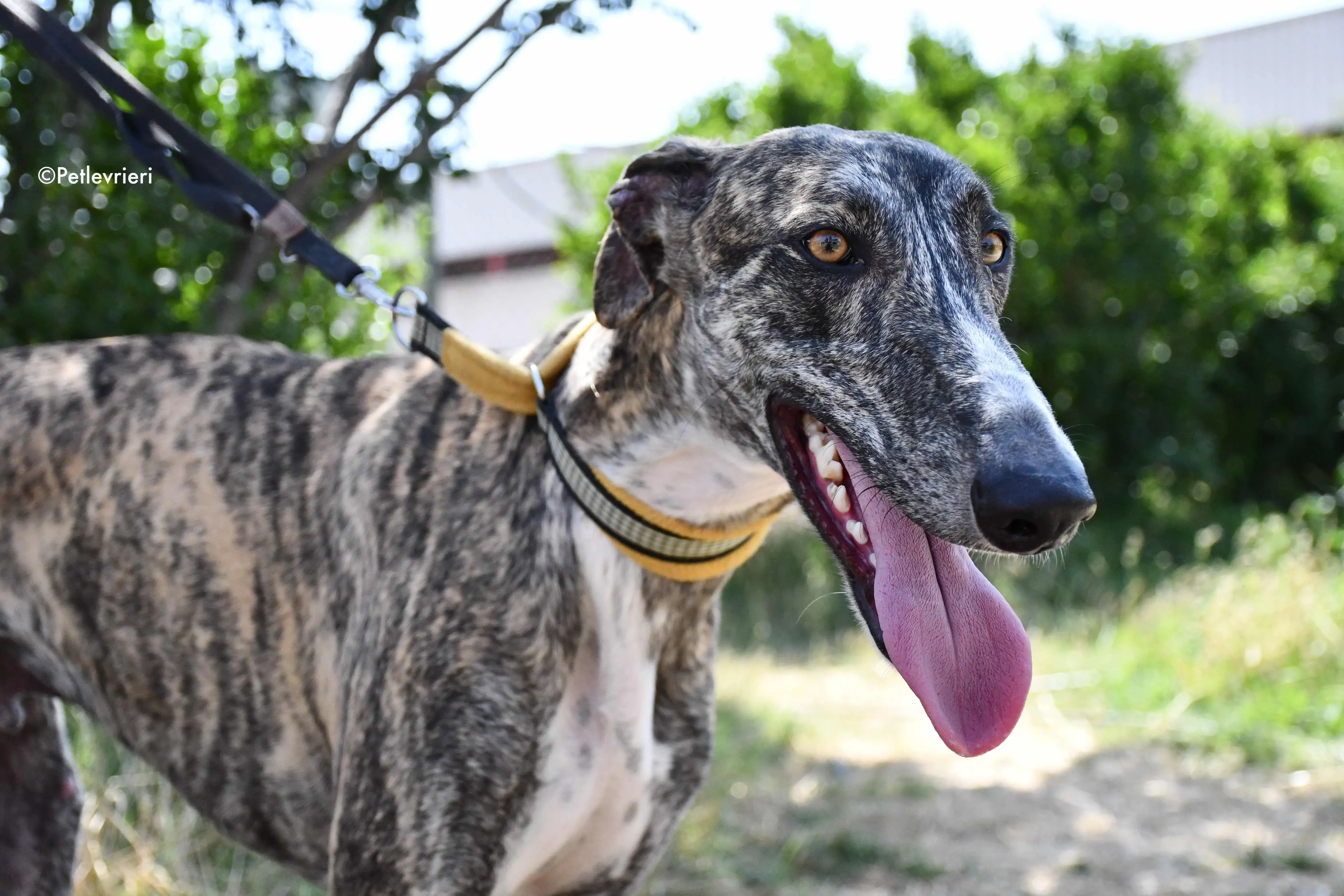 pedro adozione levrieri galgo 6