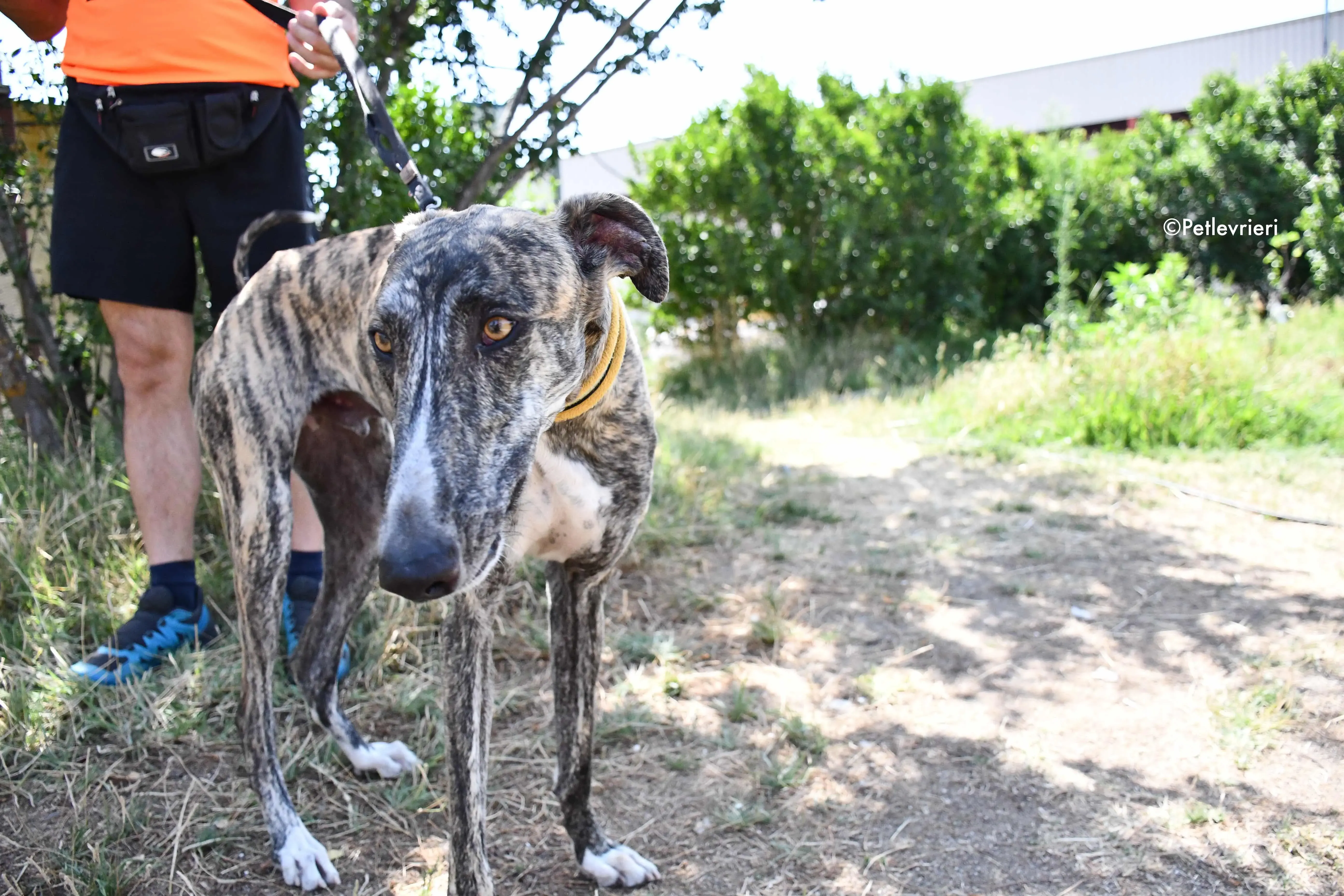 pedro adozione levrieri galgo 7