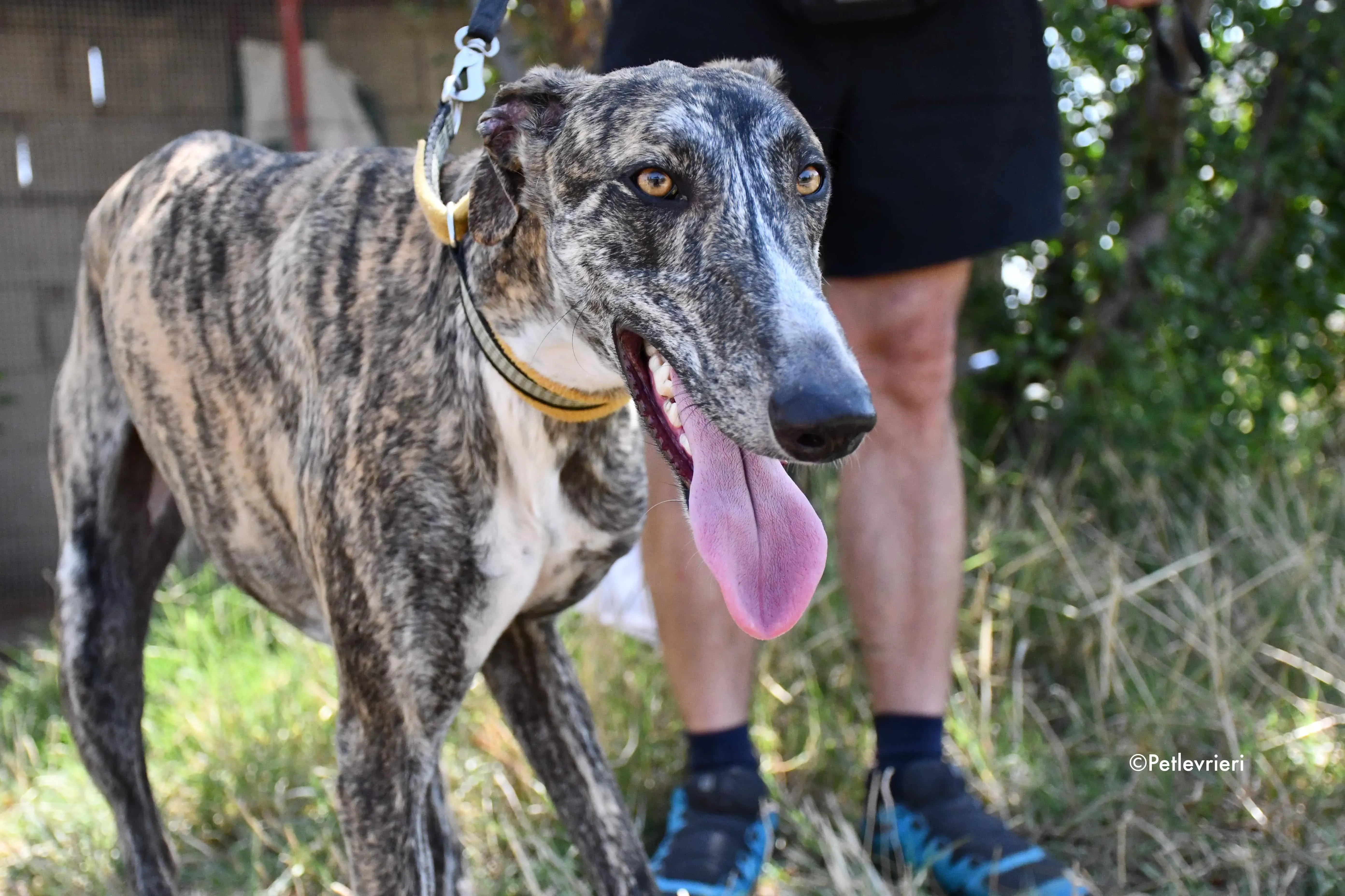 pedro adozione levrieri galgo 8