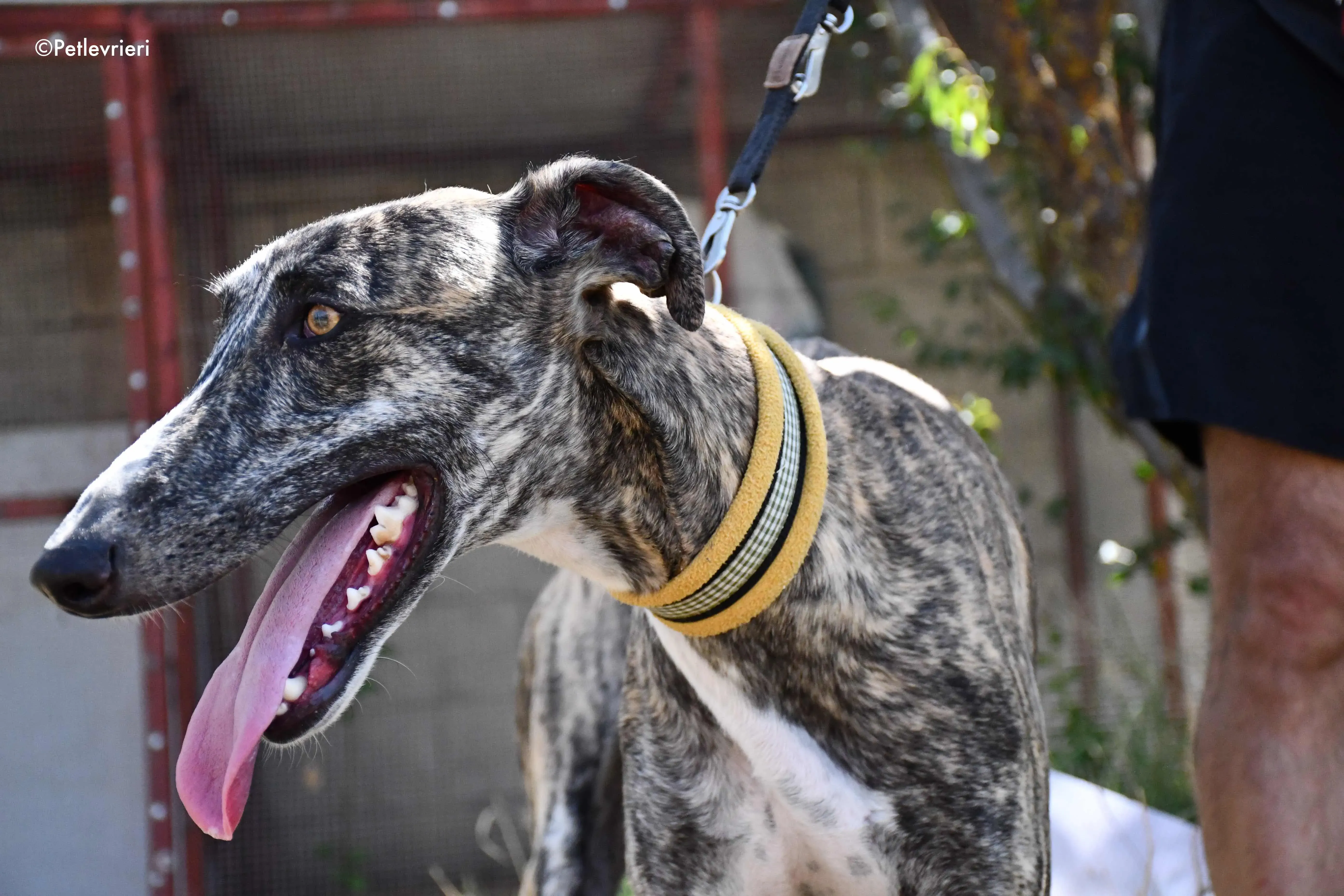 pedro adozione levrieri galgo 9