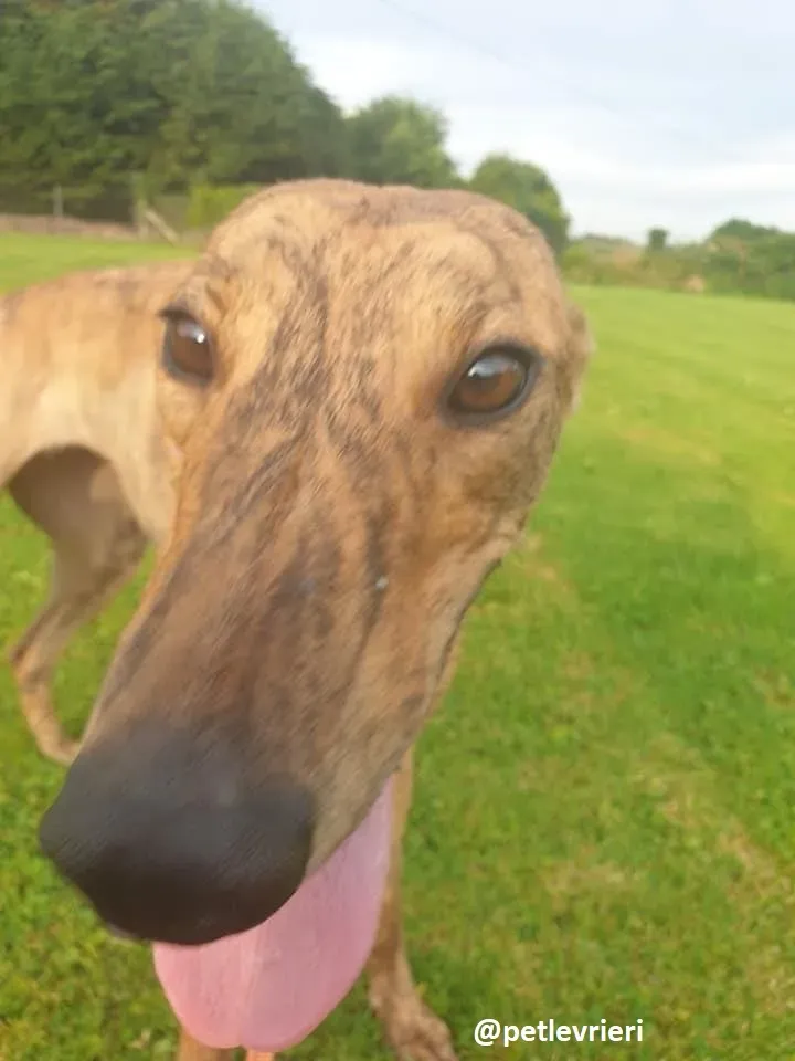 peg adozione greyhound 1