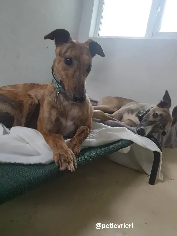 peg adozione greyhound 10