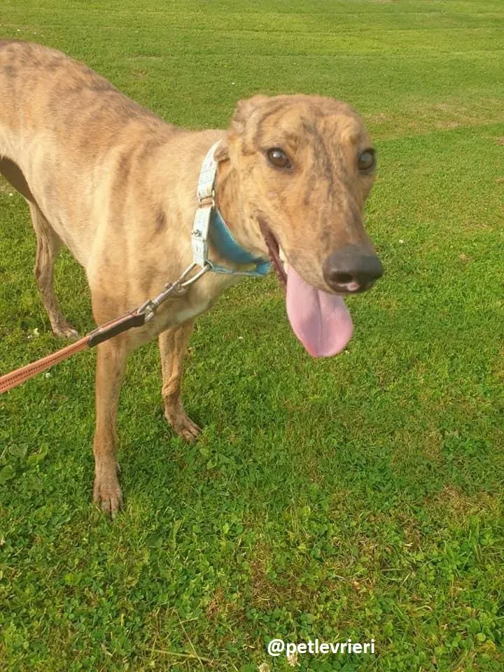 peg adozione greyhound 2