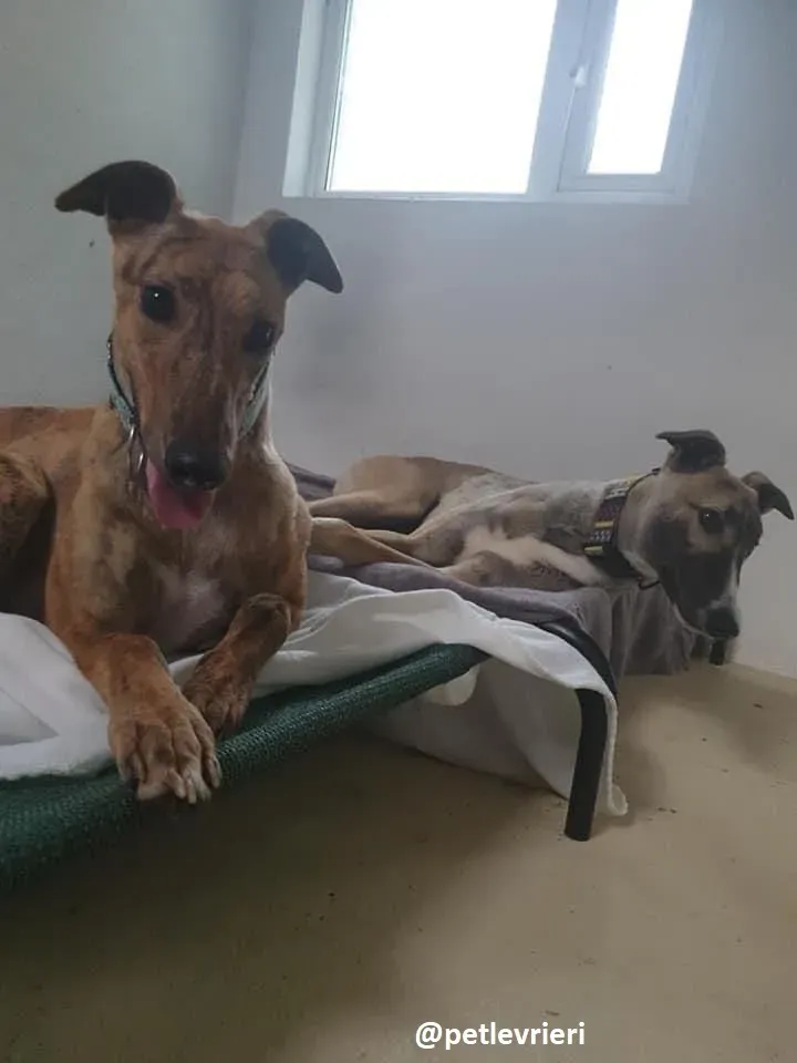 peg adozione greyhound 3