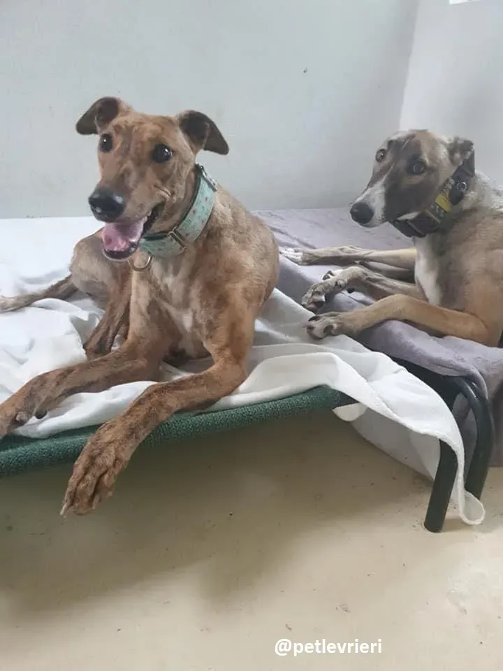 peg adozione greyhound 4