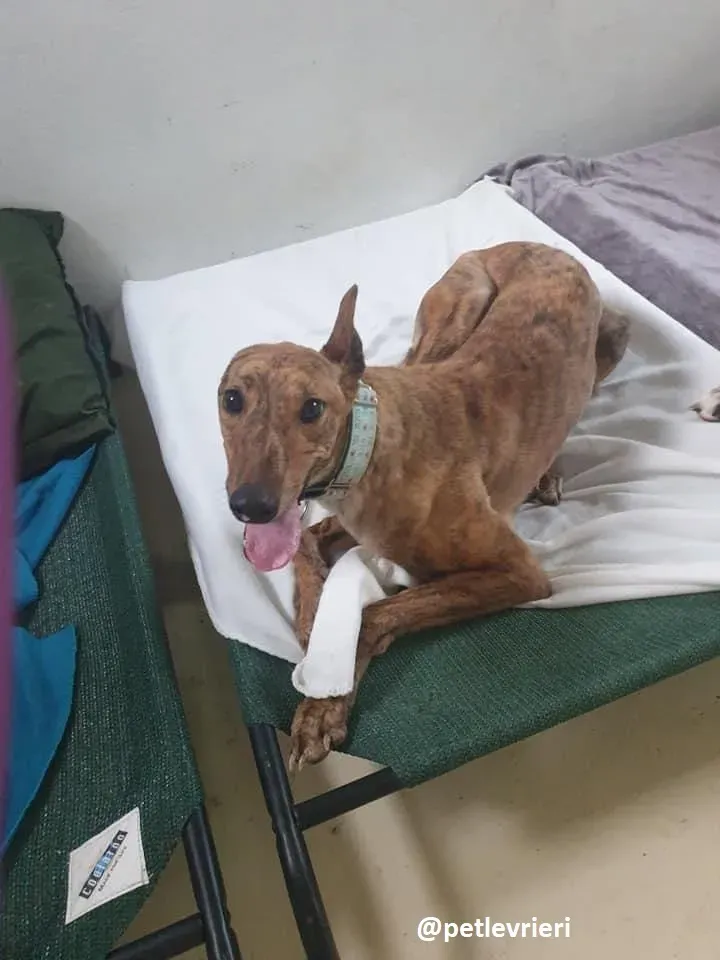 peg adozione greyhound 5