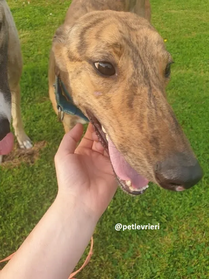 peg adozione greyhound 6