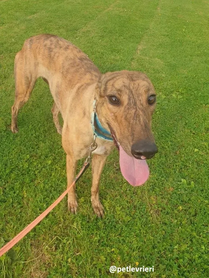 peg adozione greyhound 7