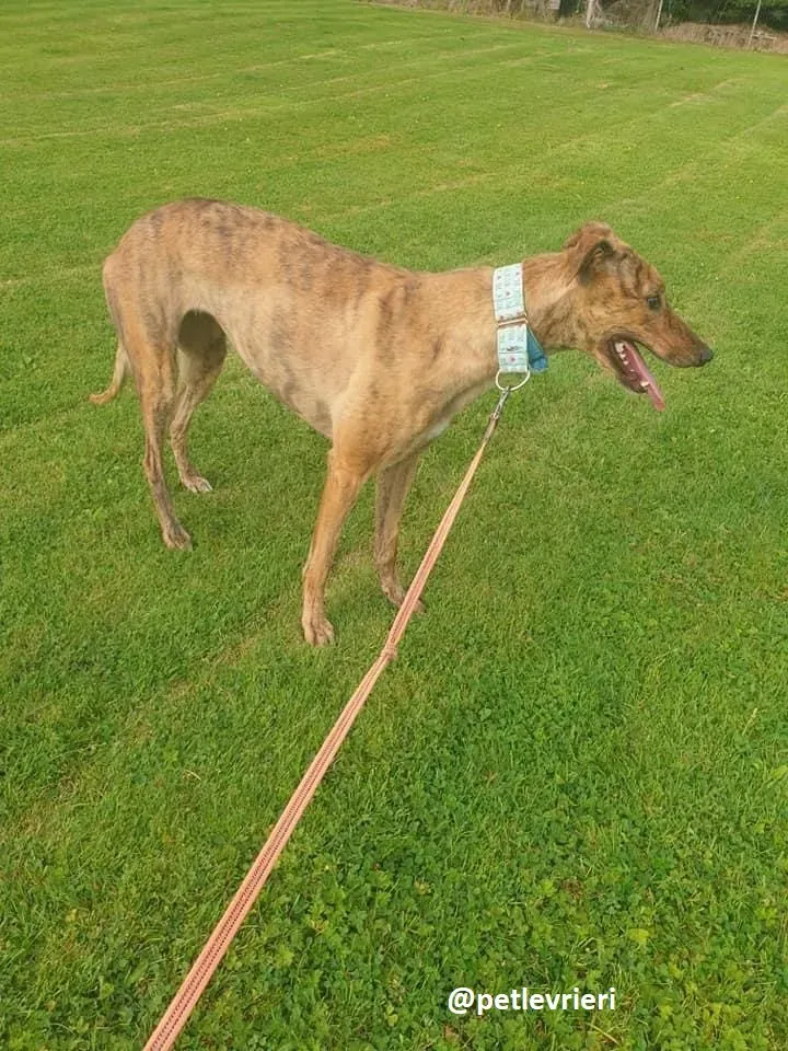 peg adozione greyhound 8