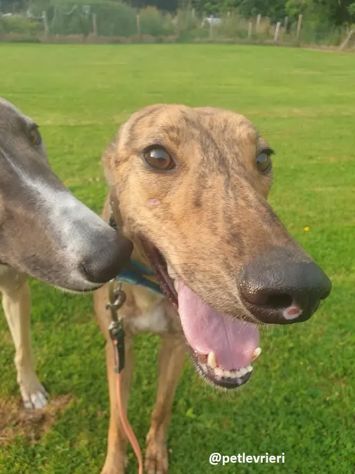 peg adozione greyhound 9