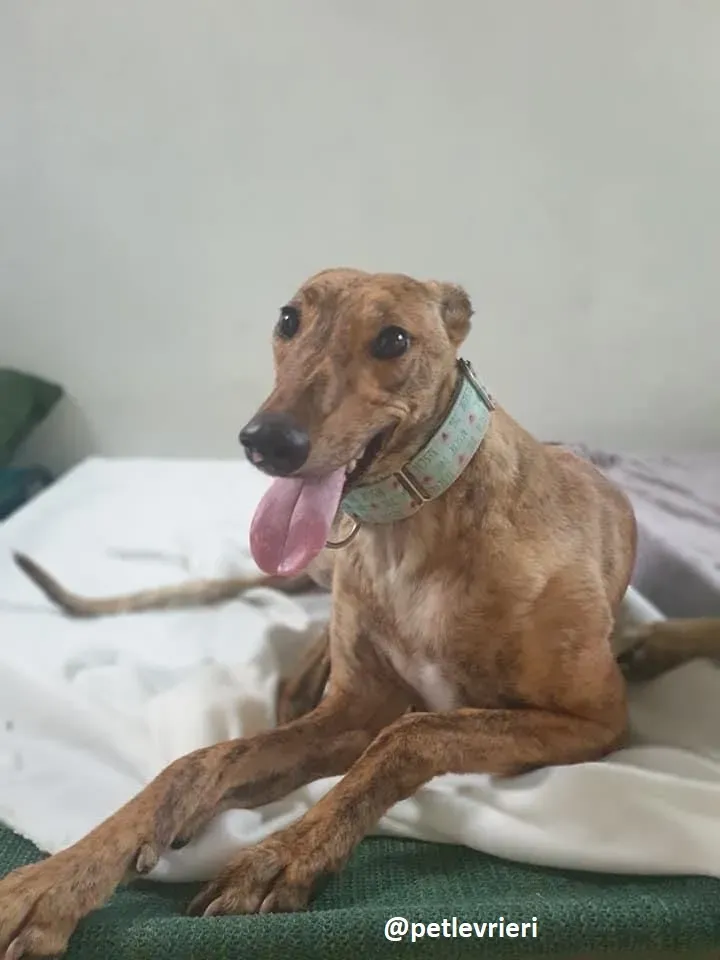 peg adozione greyhound