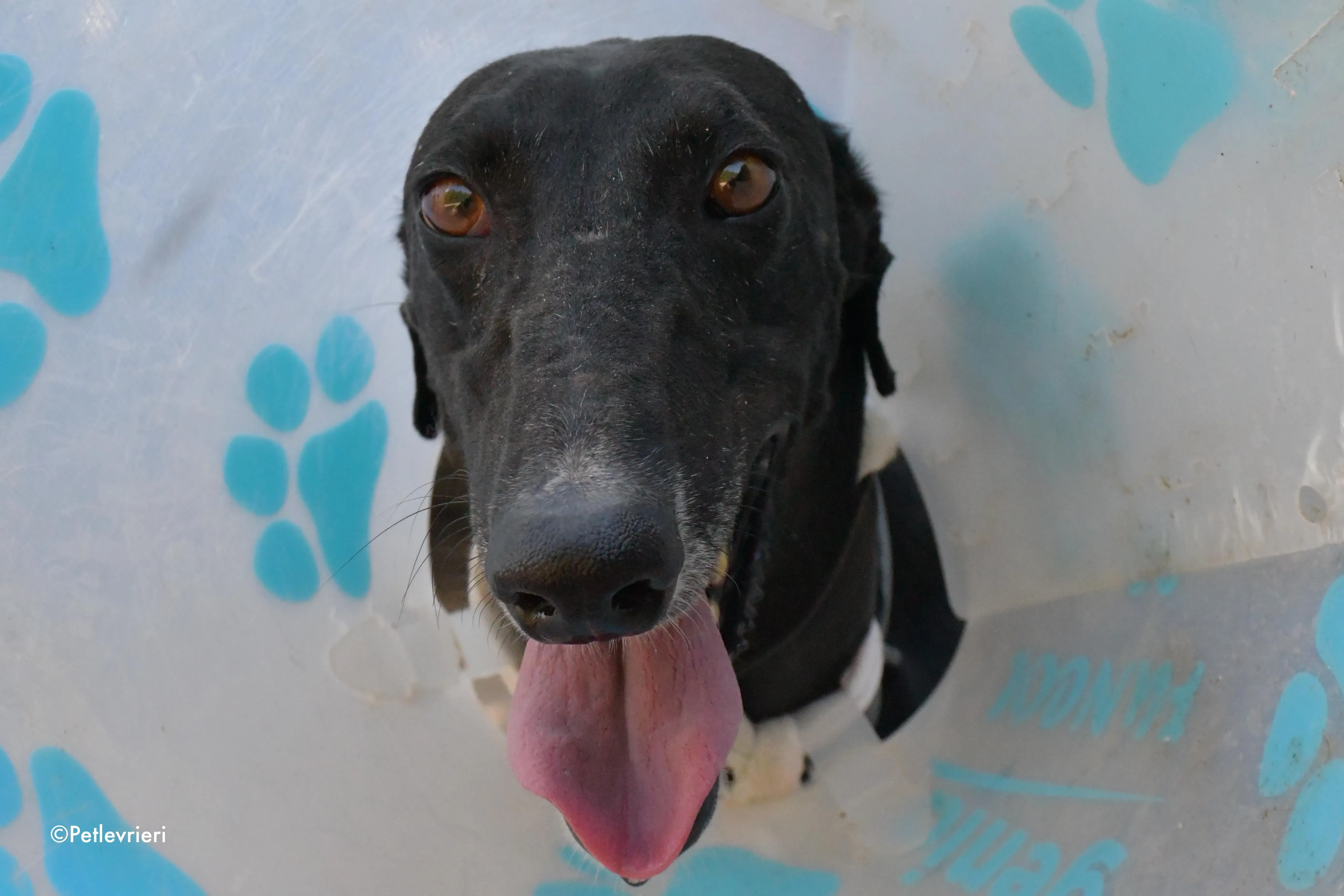 pele adozione levrieri galgo 1