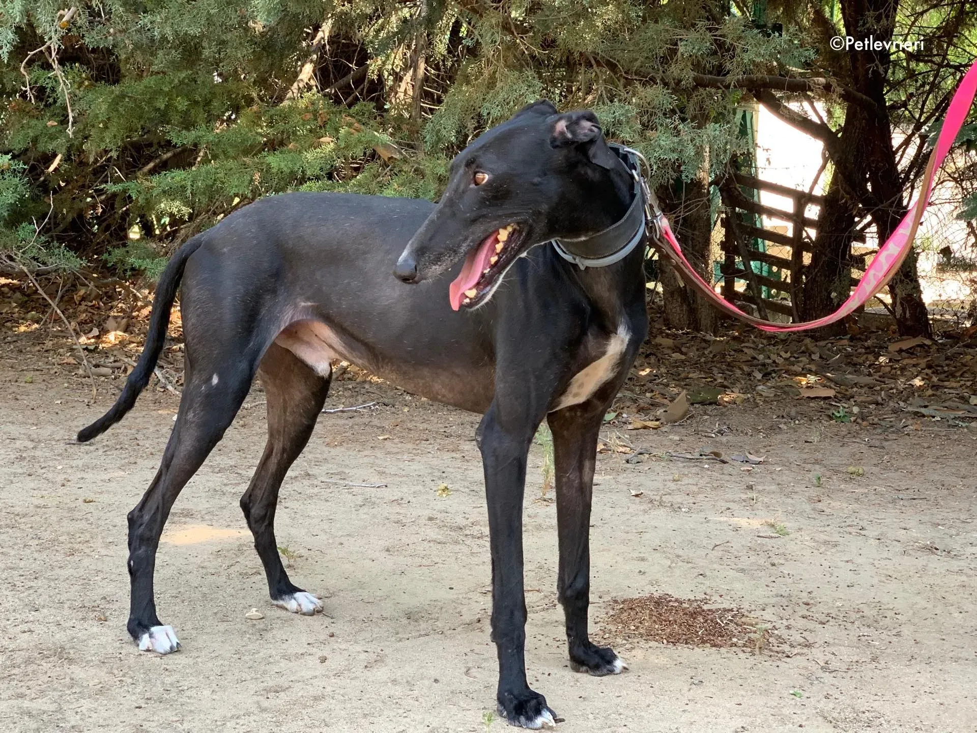 pele adozione levrieri galgo 10