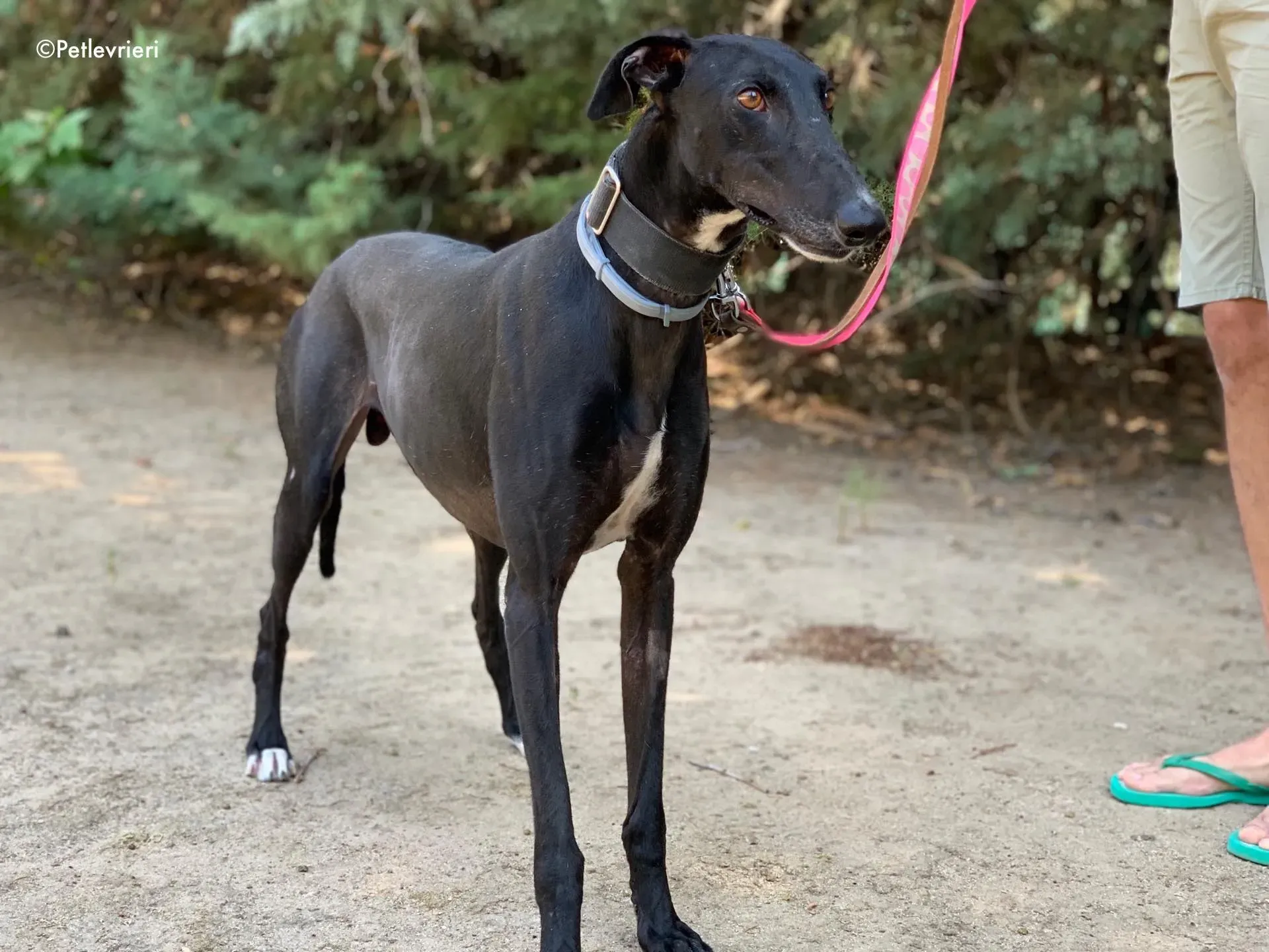 pele adozione levrieri galgo 11