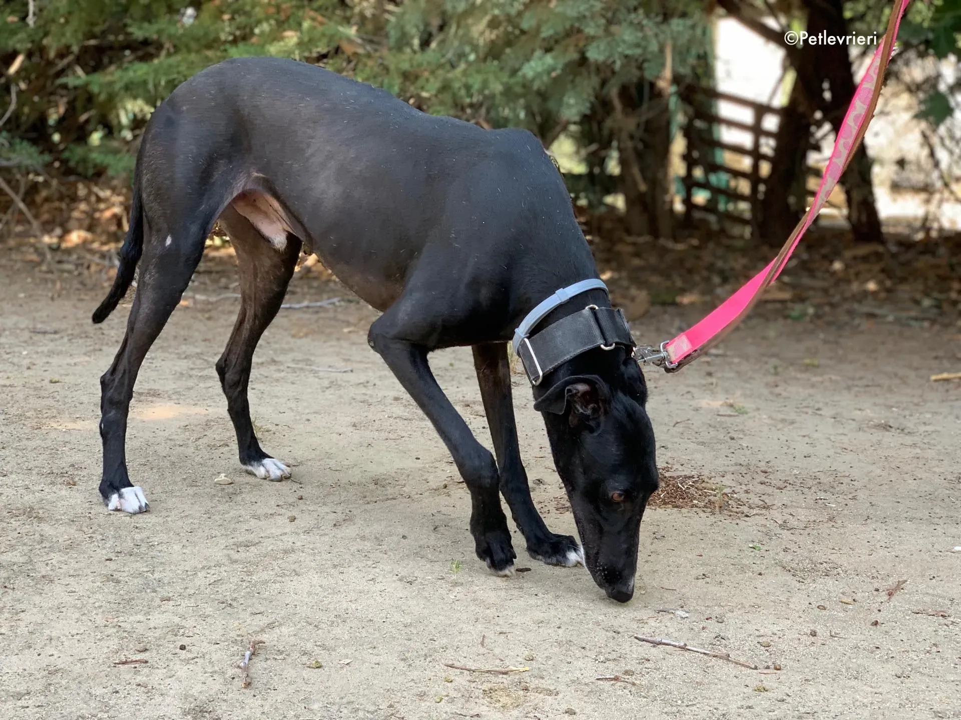 pele adozione levrieri galgo 12